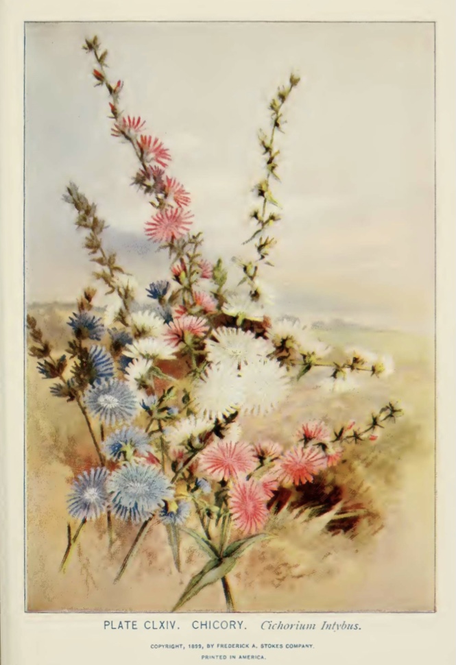 Chicory (Cichorium intybus)illustration by Alice Lounsberry circa 1899.