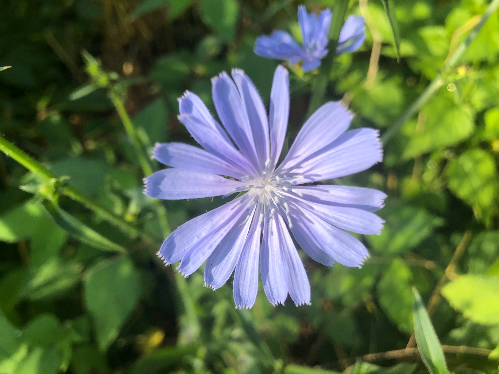 Chicory in Marion Dunn Prairie in Madison, Wisconsin on July 10, 2019.