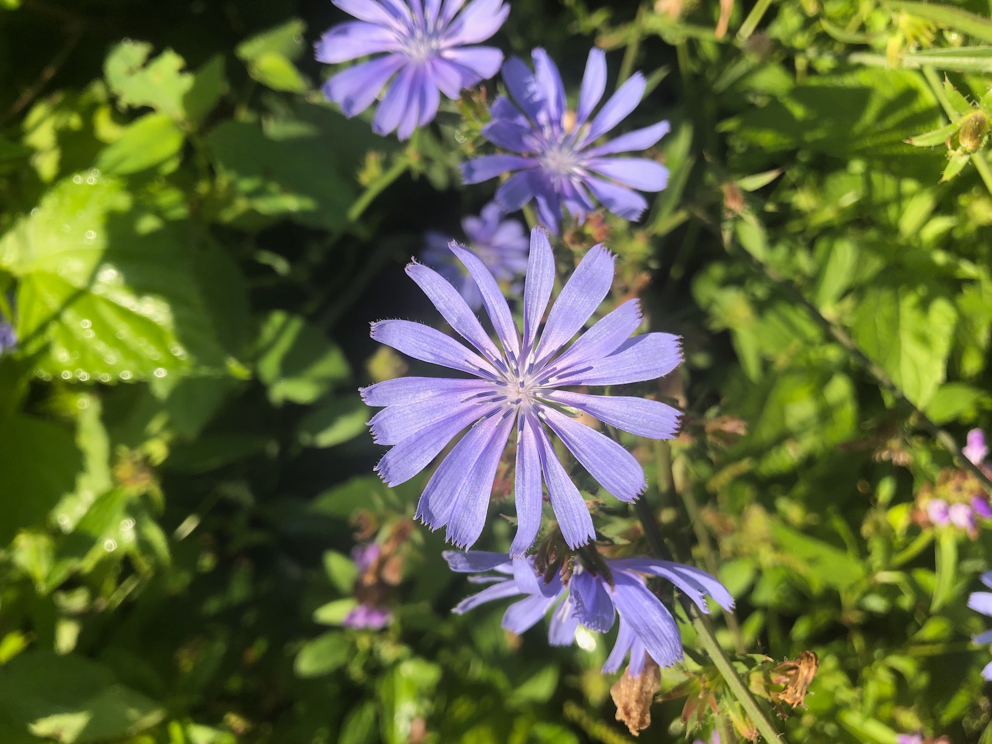 Chicory in Marion Dunn Prairie in Madison, Wisconsin on July 31, 2019.