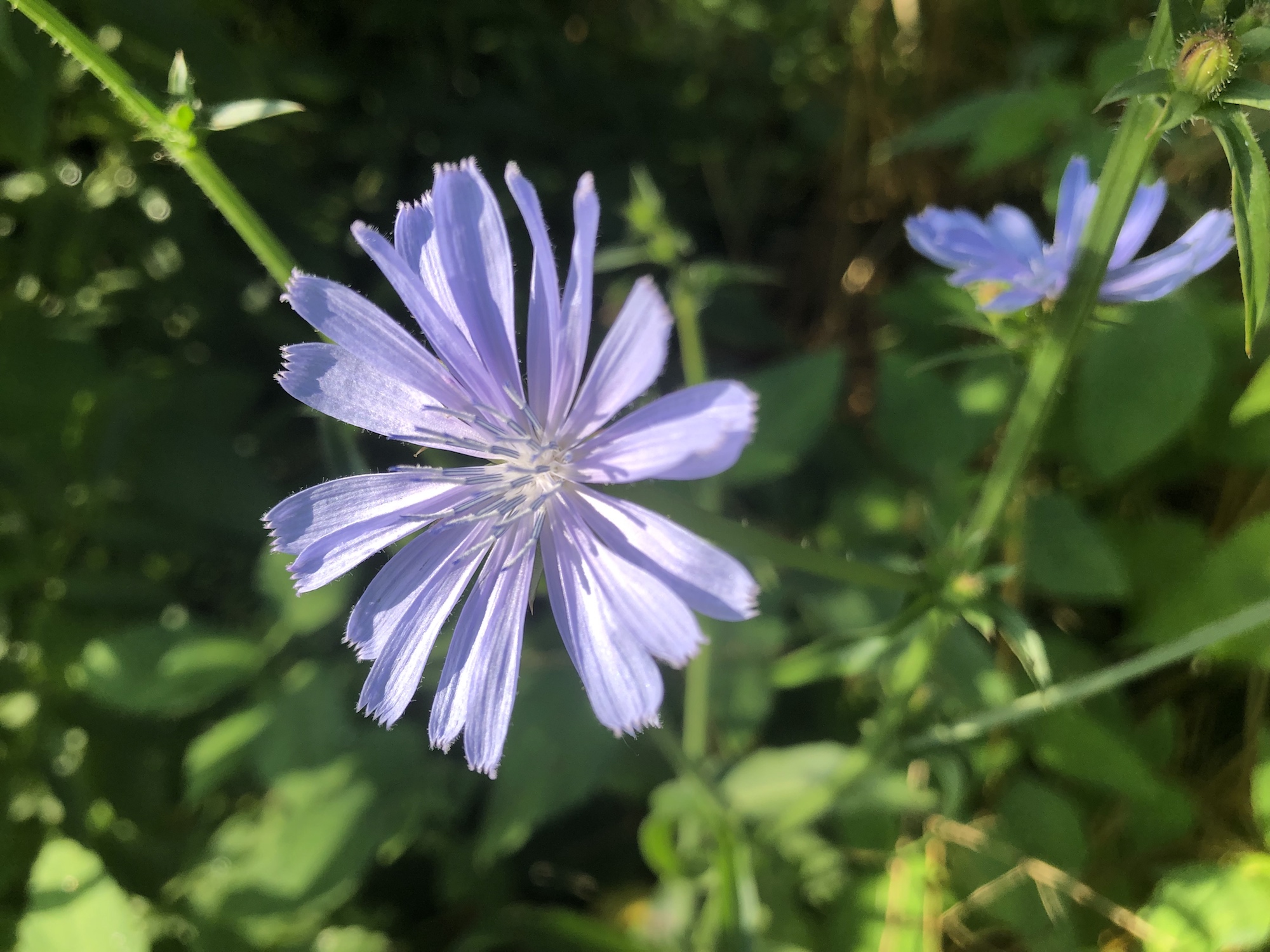 Chicory in Marion Dunn Prairie in Madison, Wisconsin on July 10, 2019.
