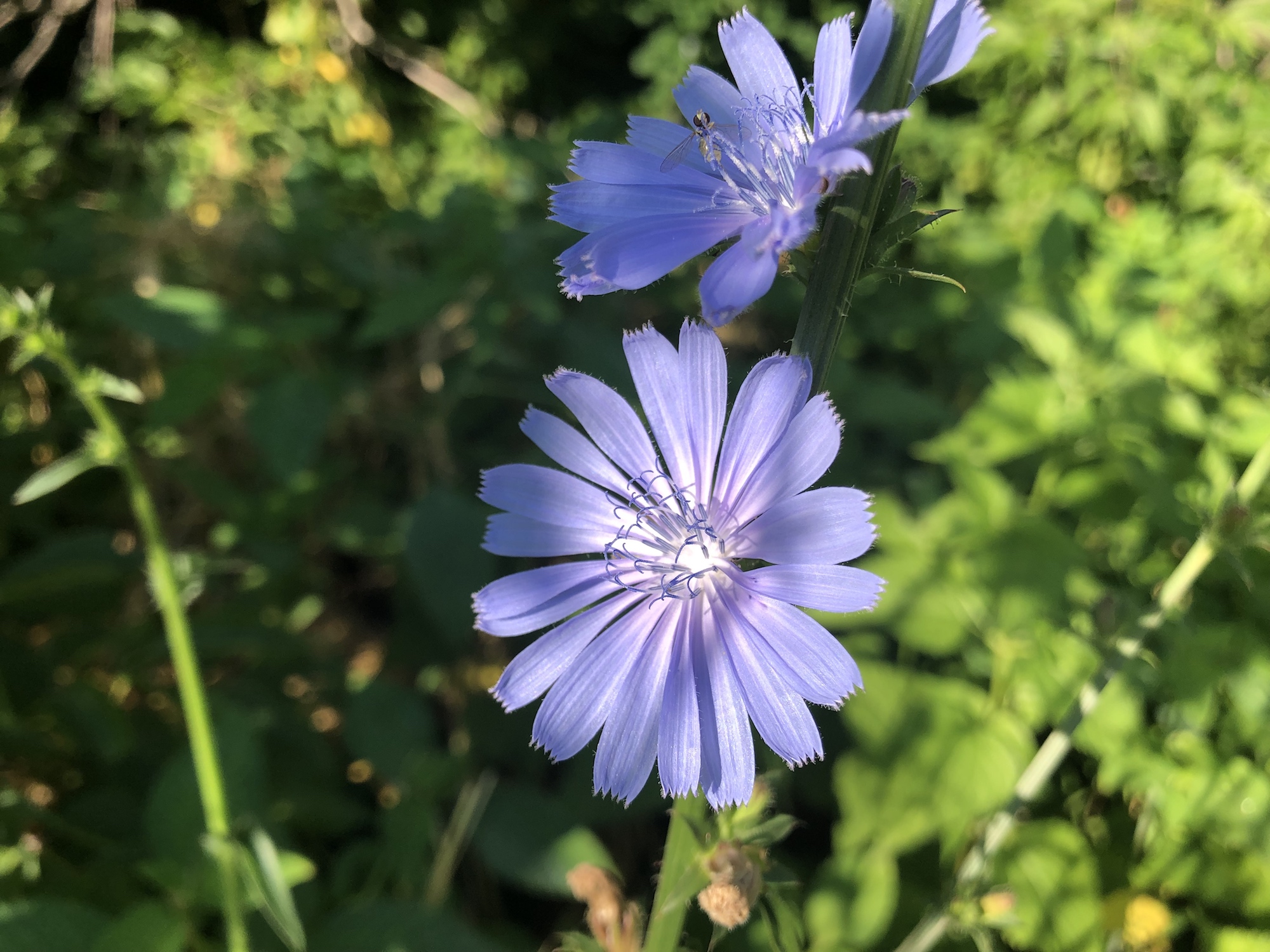 Chicory in Marion Dunn Prairie in Madison, Wisconsin on July 12, 2019.