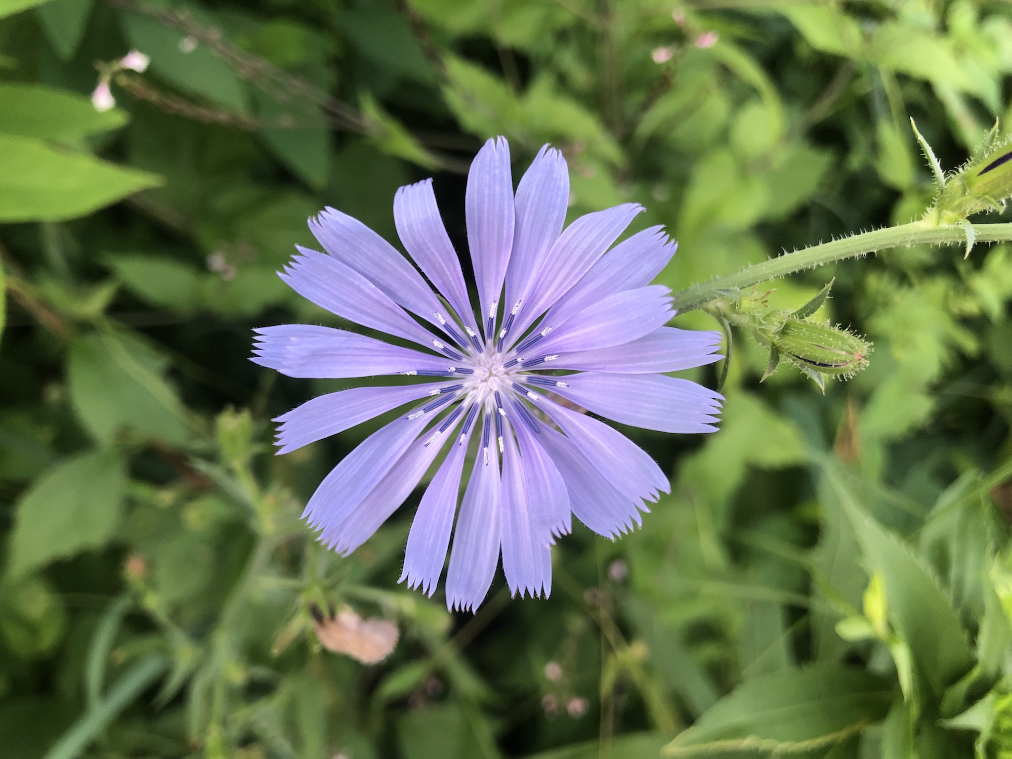 Chicory in Marion Dunn Prairie in Madison, Wisconsin on July 24, 2019.
