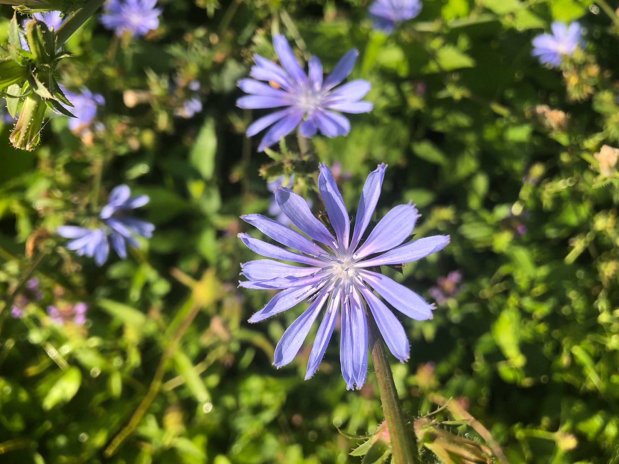 Chicory in Marion Dunn Prairie in Madison, Wisconsin on July 31, 2019.