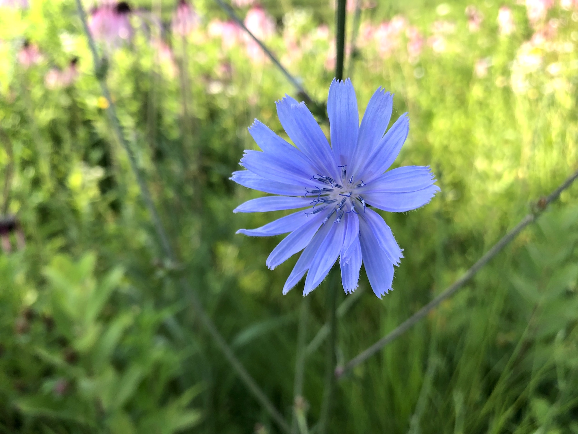 Chicory on banks of Retaining Pond in Madison, Wisconsin on July 5, 2019.