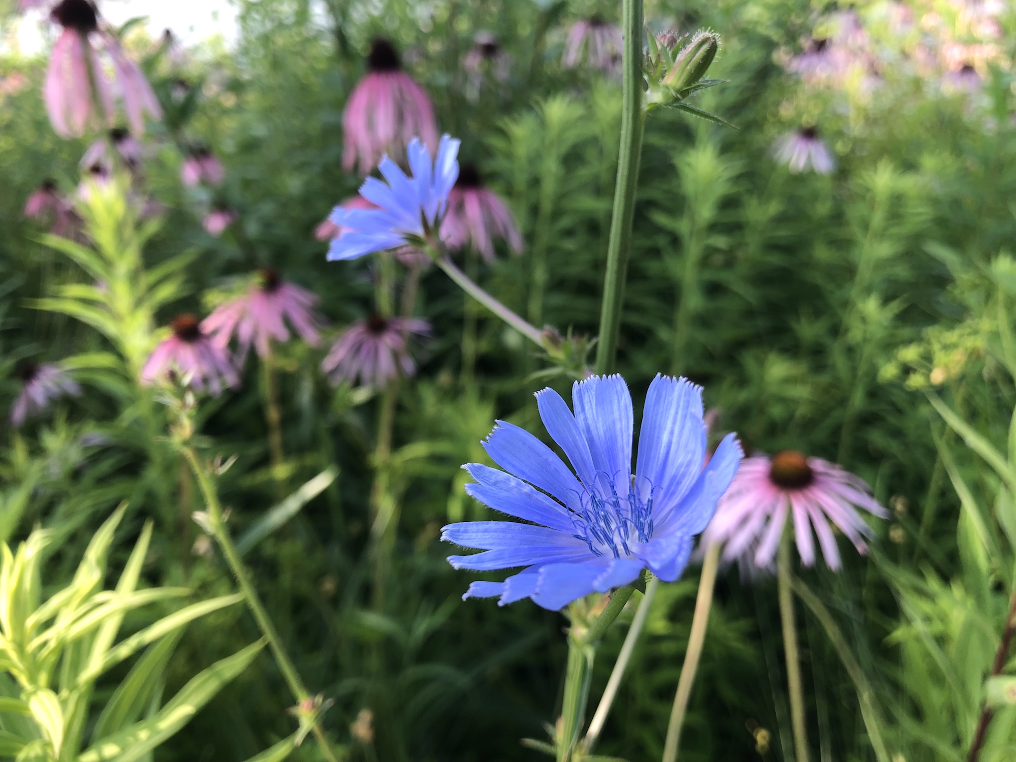 Chicory on banks of Retaining Pond in Madison, Wisconsin on July 8, 2019.