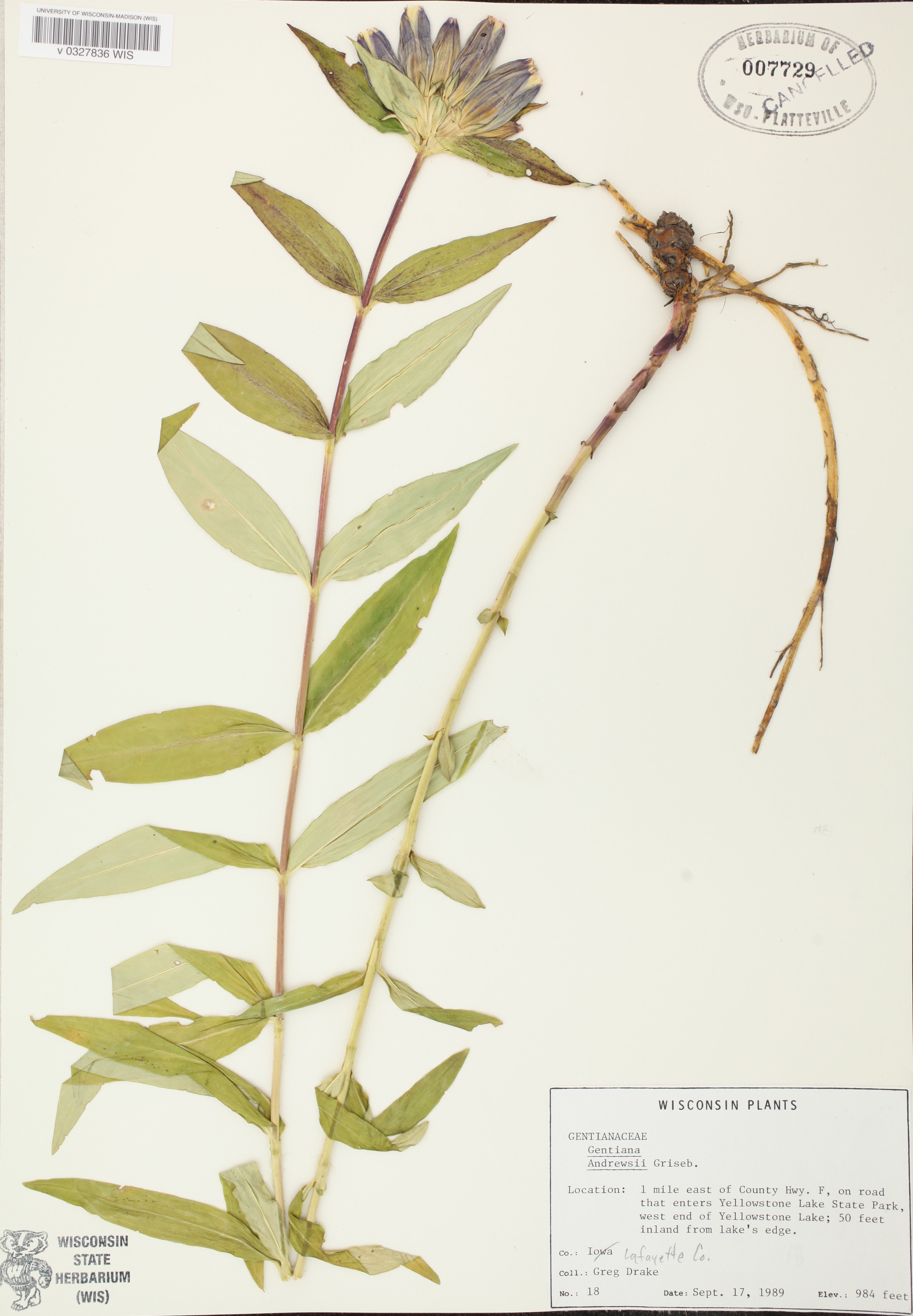 Closed Gentian specimen collected in Yellowstone Lake State Park in Lafayette County on September 17, 1989.