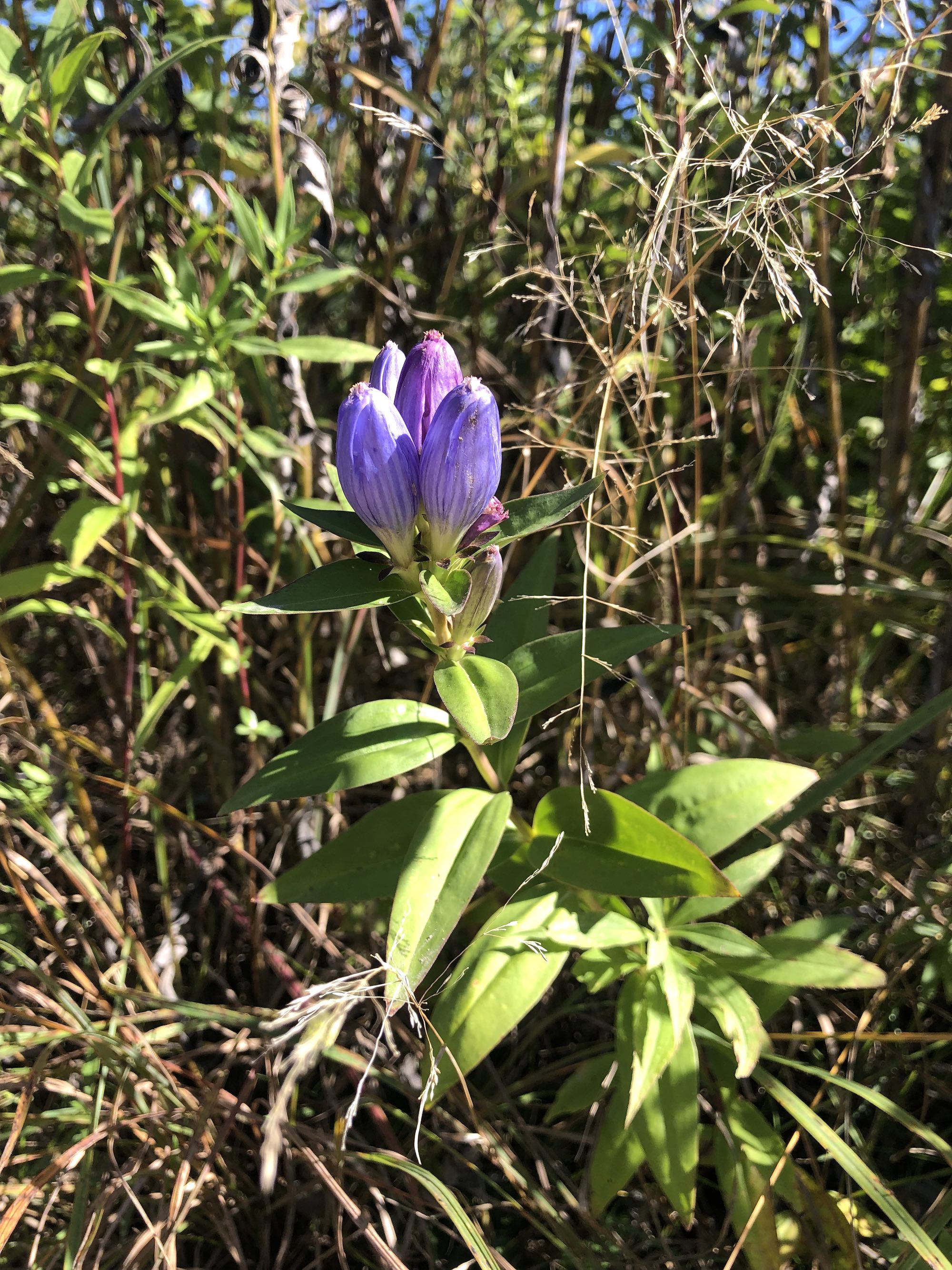 Closed Gentian at the edge of the UW Arboretum Curtis Prairie on the side of a service road on September 28, 2022.