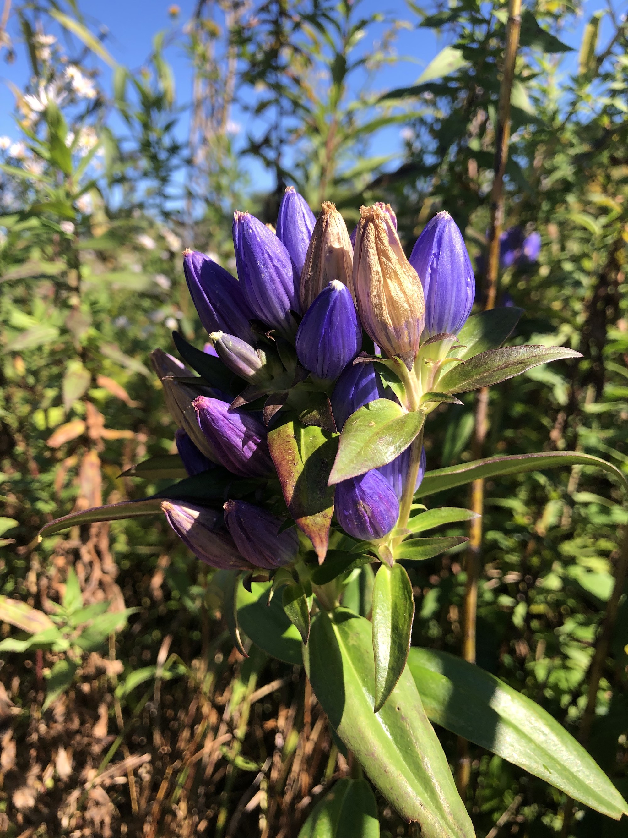 Closed Gentian at the edge of the UW Arboretum Curtis Prairie on the side of a service road on September 28, 2022.