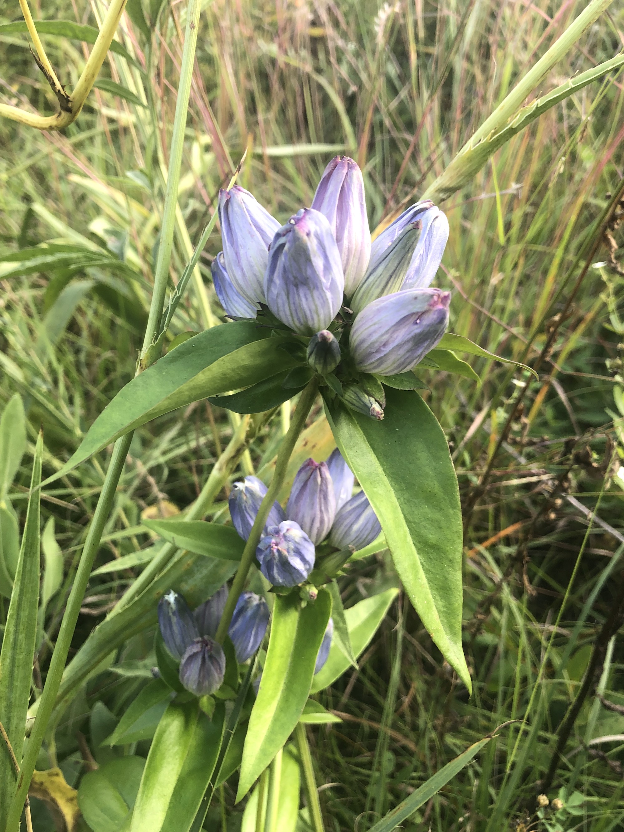 Closed Gentian in native garden by bike path and Odana Road in Madison, Wisconsin on Septemeber 8, 2021.