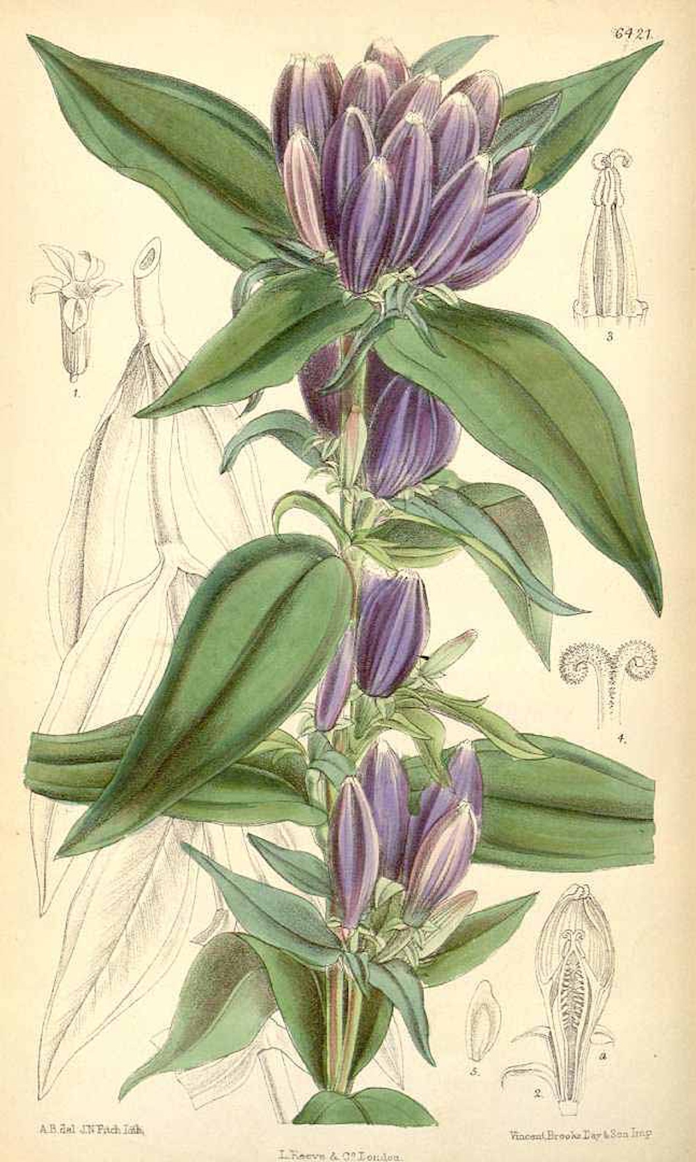 Closed Gentian botanical illustration circa 1879.
