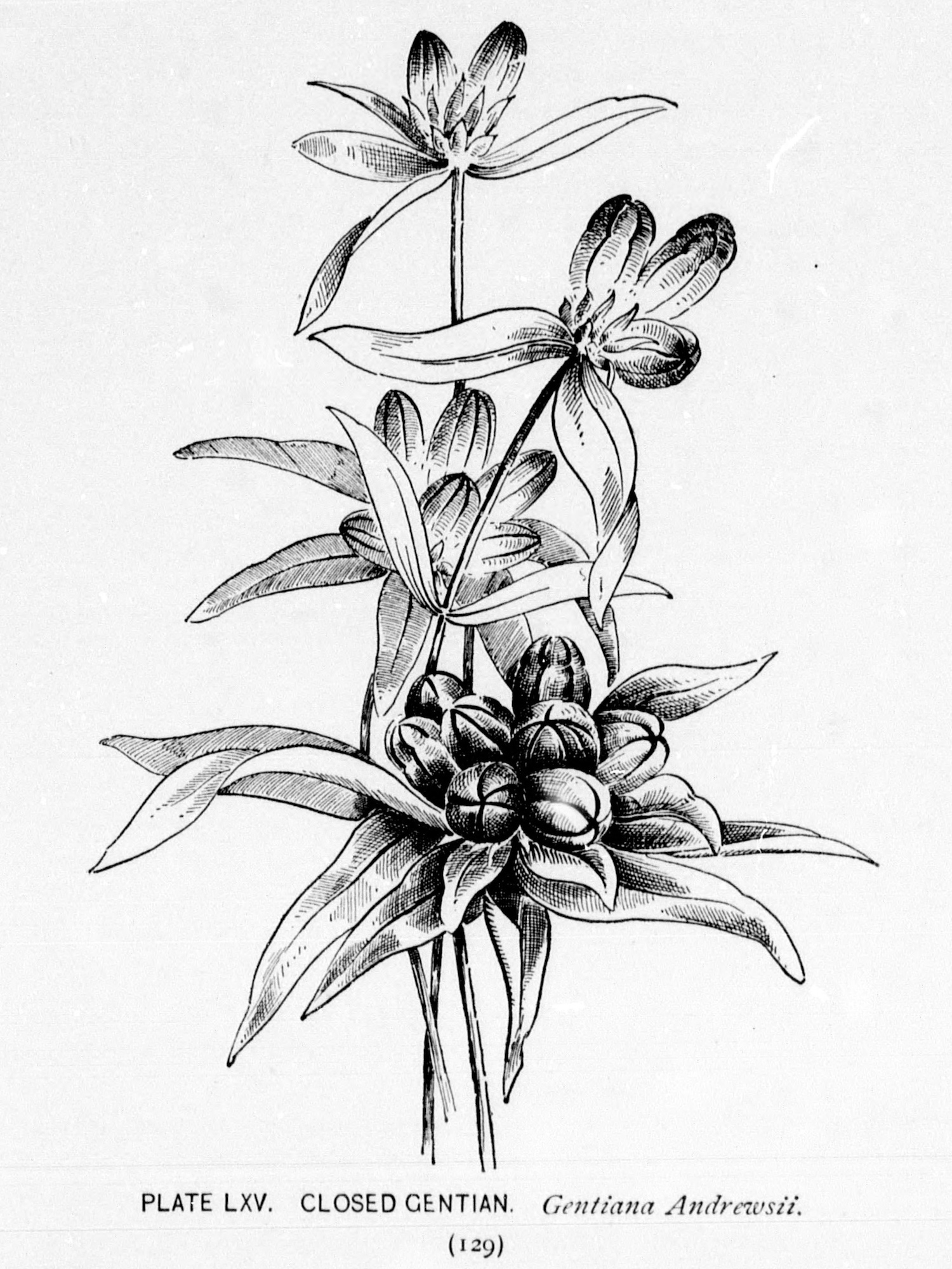 Closed Gentian botanical illustration by Alice Lounsberry circa 1899.