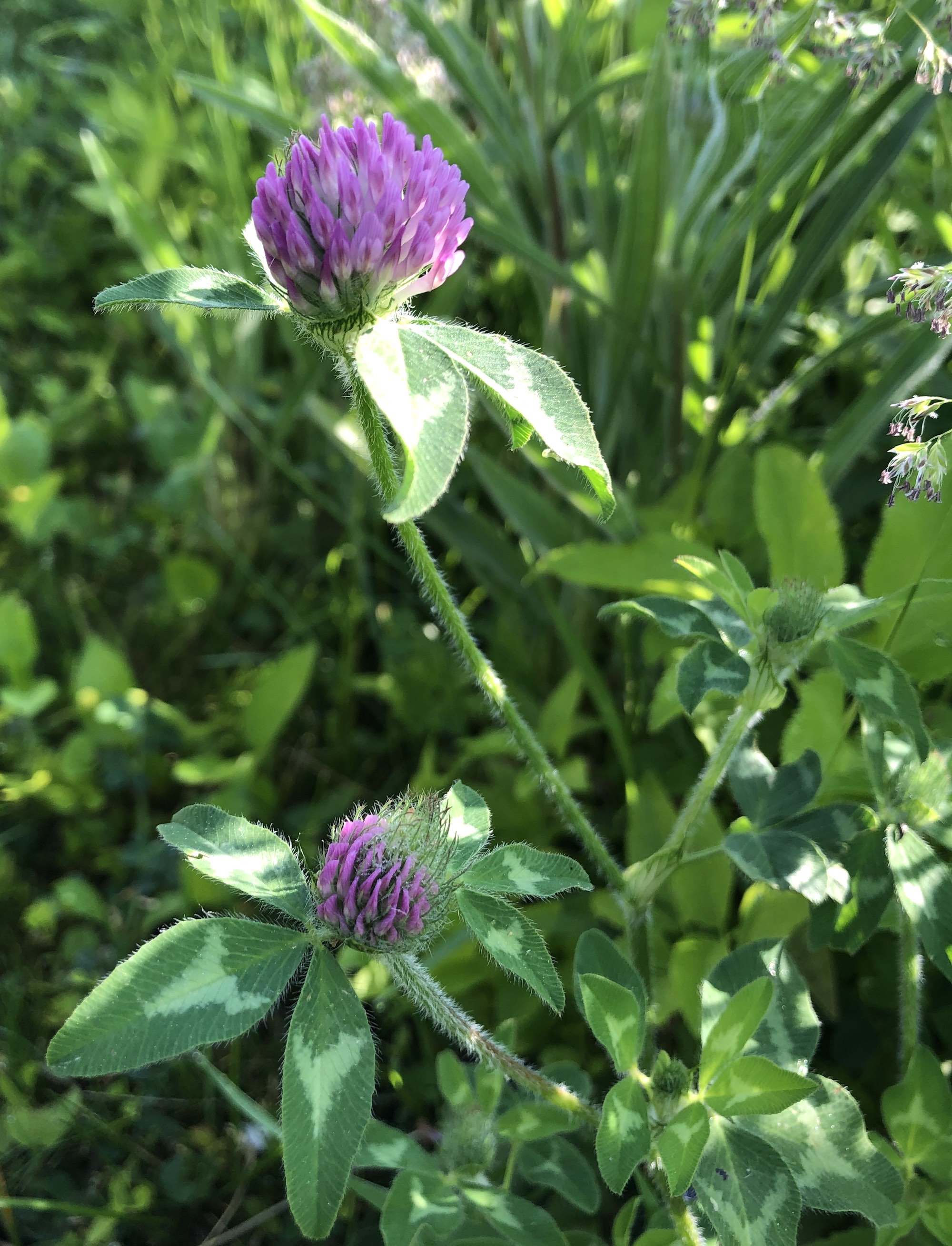 Red Clover on bank of retaining pond at the corner of Manitou Way and Nakoma Road in Madison, Wisconsin on June 6, 2019.