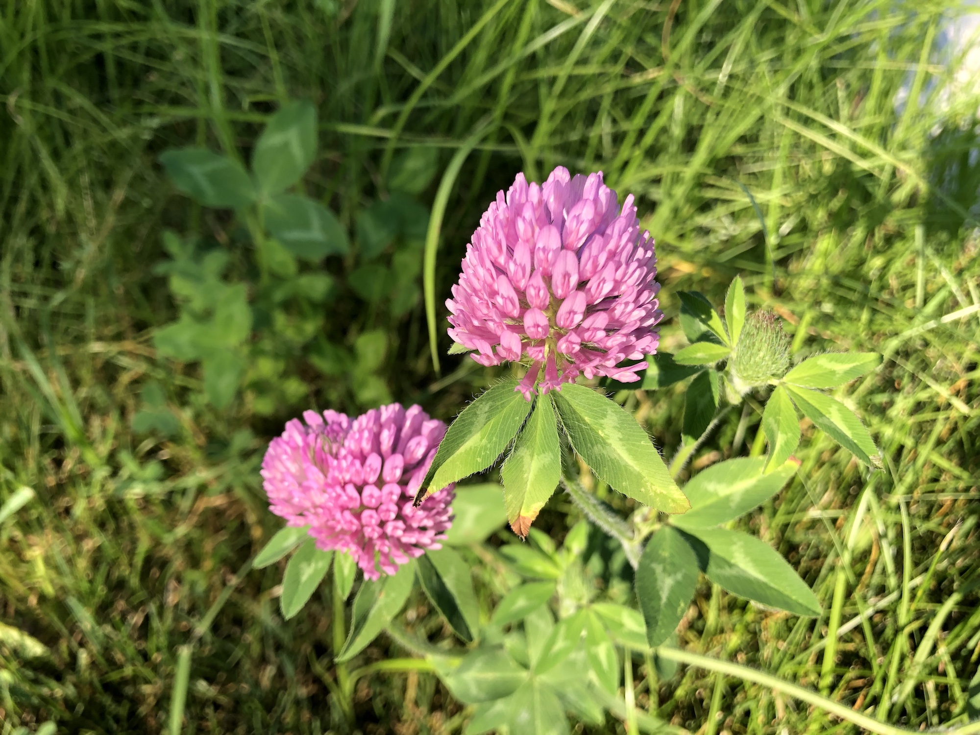 Red Clover around retaining pond at the corner of Manitou Way and Nakoma Road in Madison, Wisconsin on July 27, 2019.
