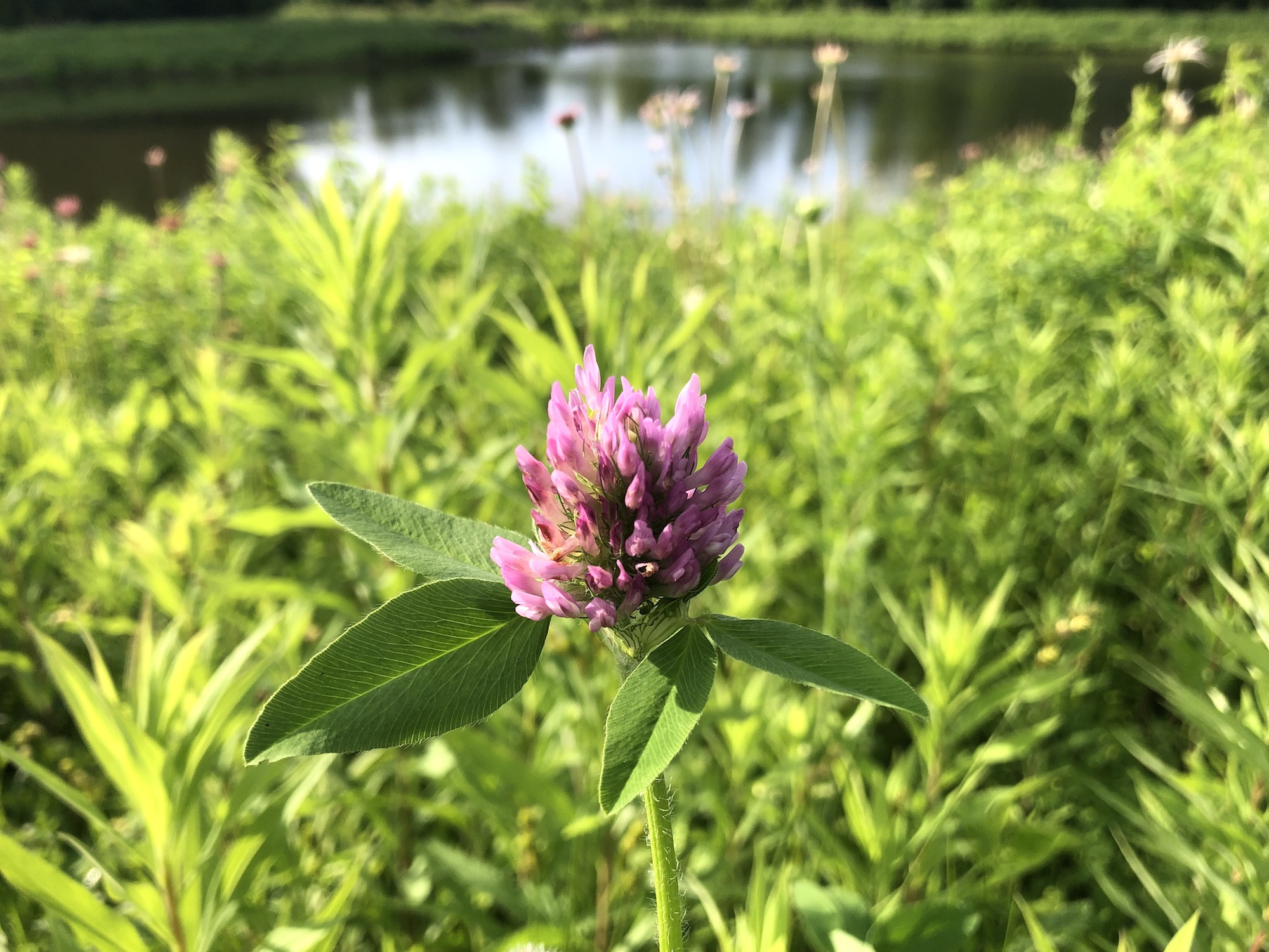 Red Clover on bank of retaining pond on June 20, 2019.