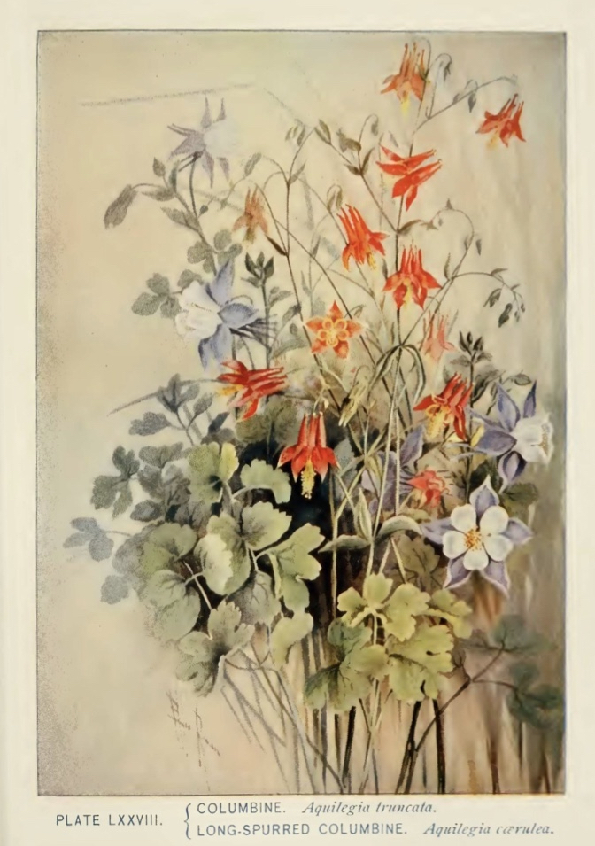 Columbine (Aquilegia truncata/Aquilegia carulea) illustration by Alice Lounsberry circa 1899.