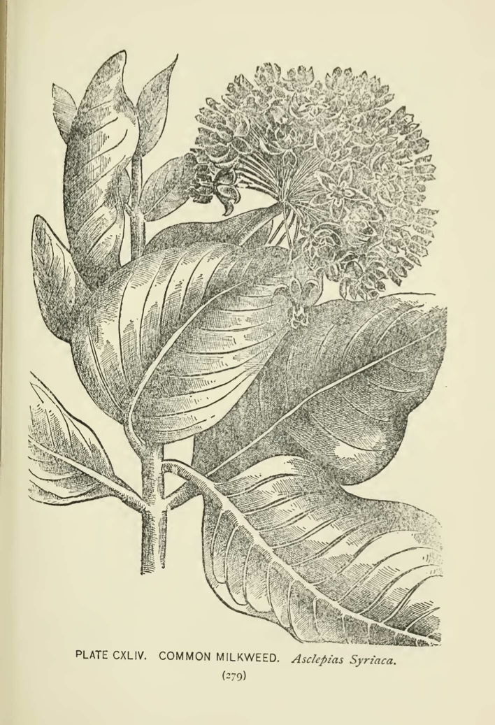 Common Milkweed (Asclepias syriaca) illustration by Alice Lounsberry circa 1899.