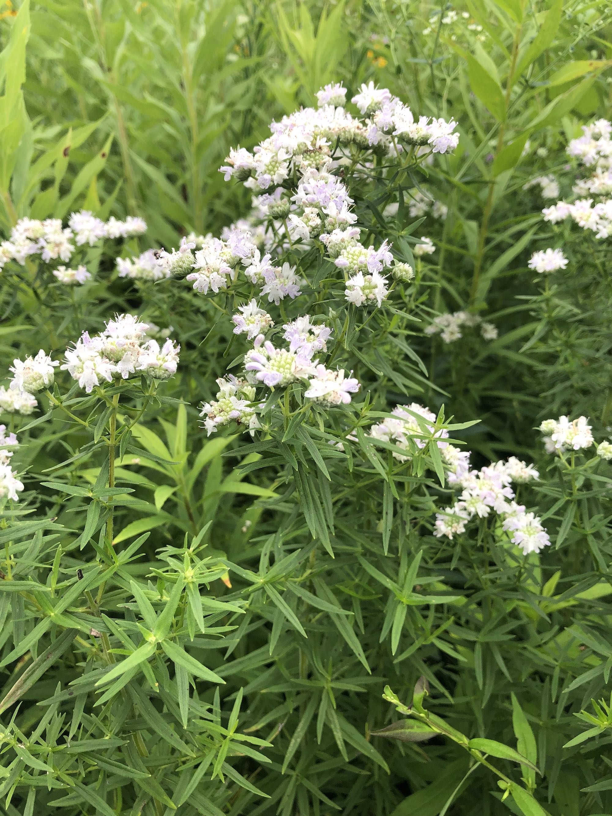 Common Mountain Mint overlooking Dawley Conservancy in Madison, Wisconsin on July 21, 2021.