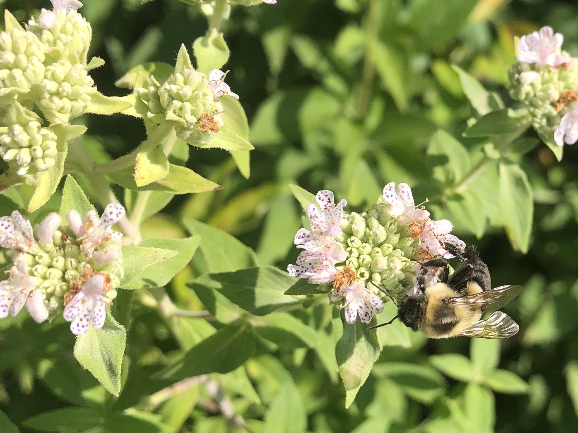 Bumblebee on Common Mountain Mint in UW Arboretum Native Garden on August 2, 2021.
