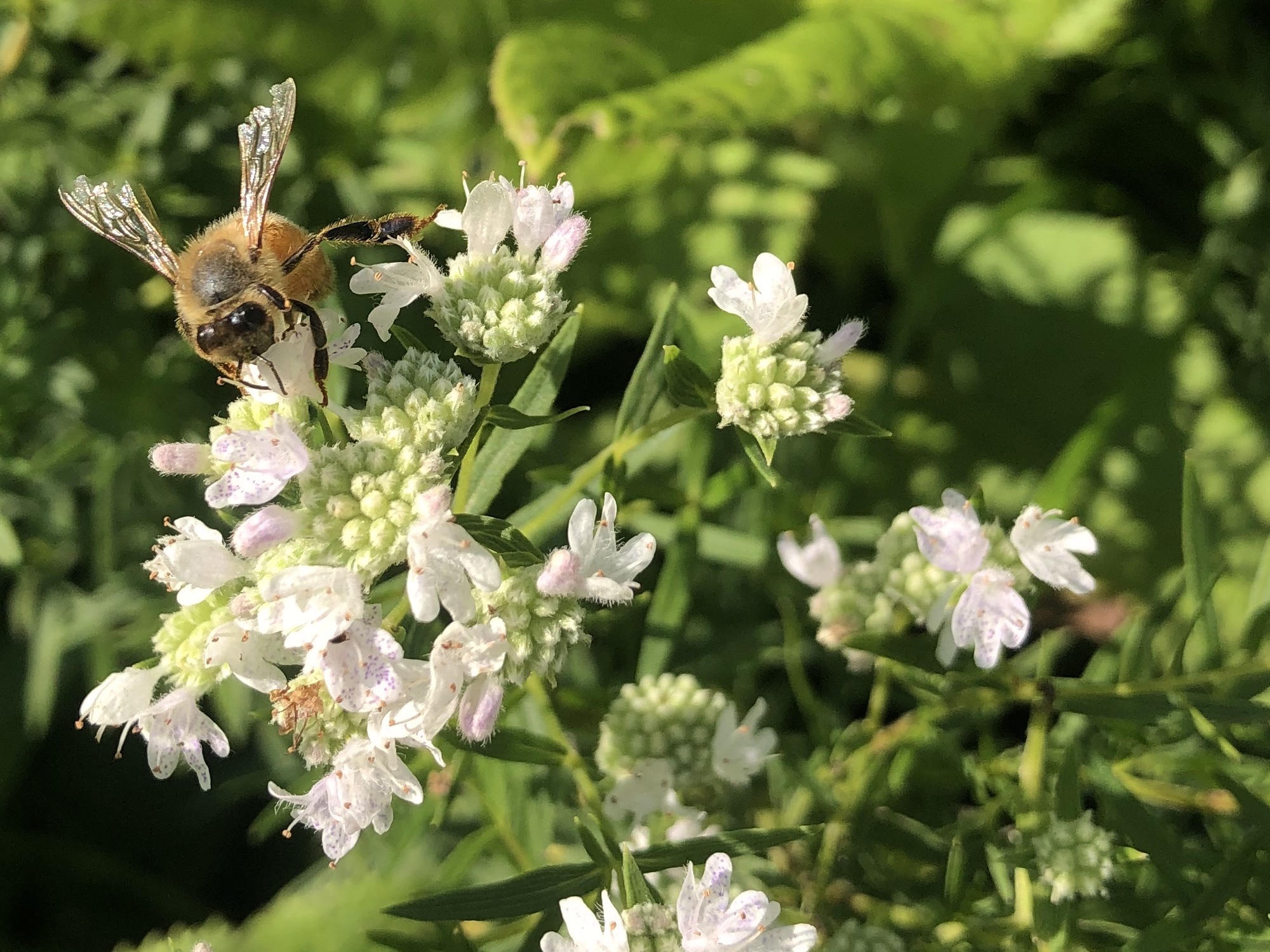 Honey bee on Common Mountain Mint in UW Arboretum Native Garden on August 2, 2021.