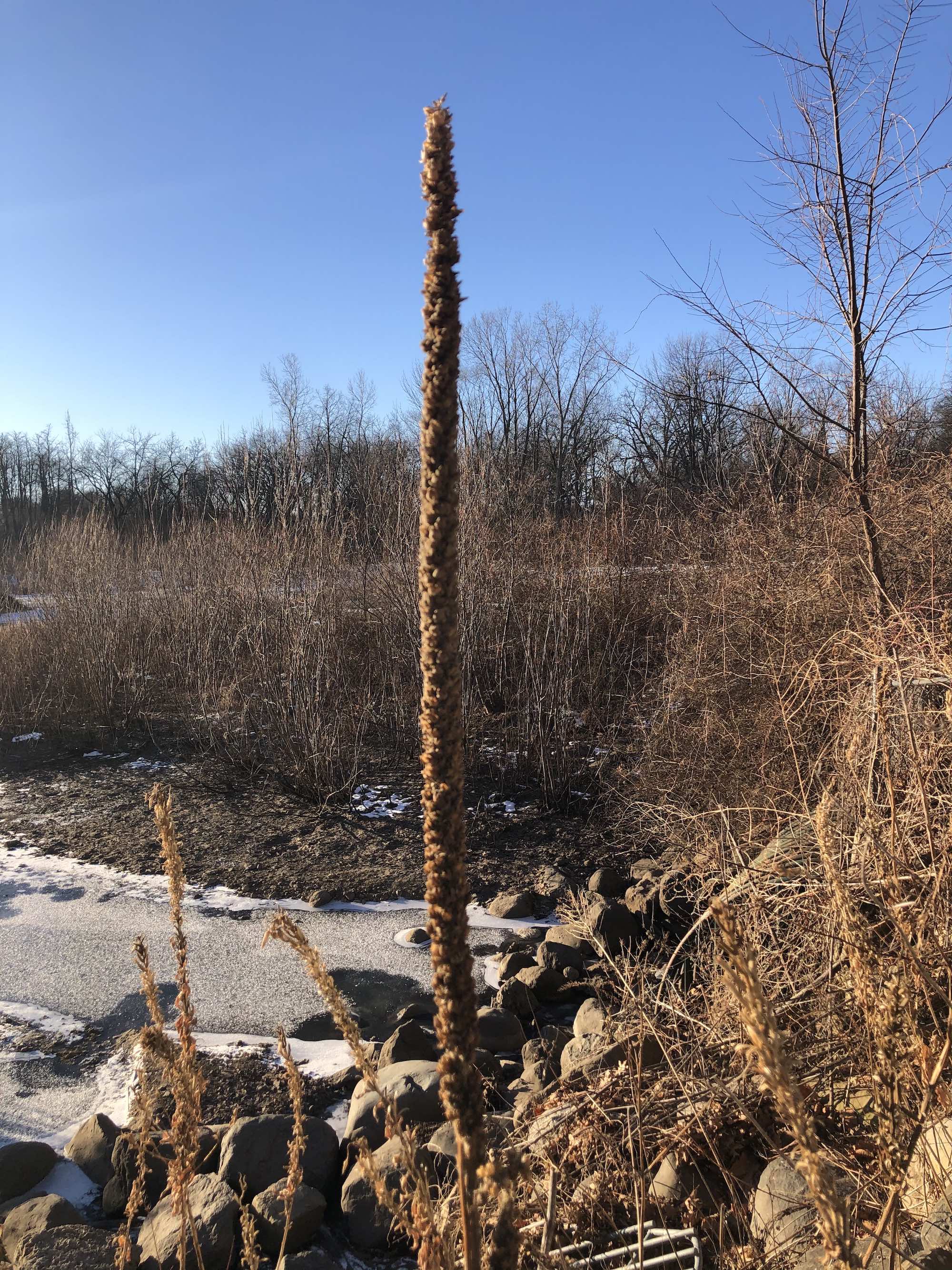 Common Mullein on shore of Marion Dunn Pond on December 26, 2020.
