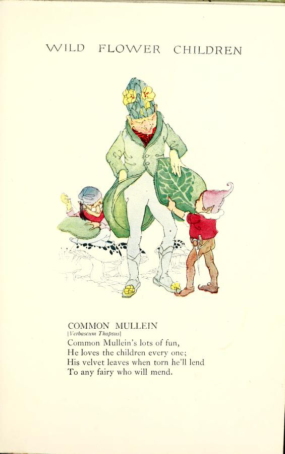 1918 Common Mullein Wildflower Children by Elizabeth Gordon with illustration by Janet Laura Scott.