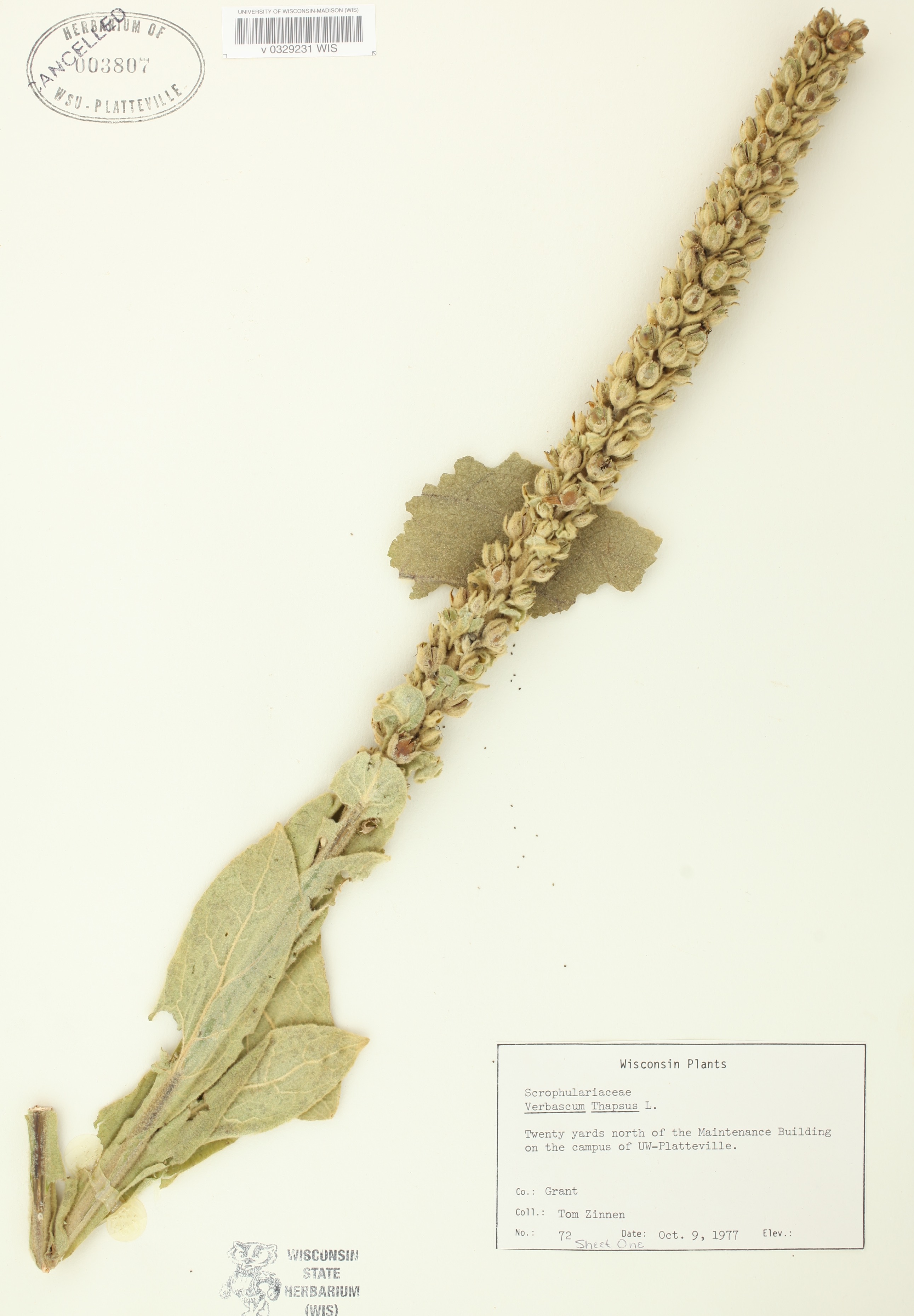 Common Mullein specimen collected on the campus of the UW-Platteville on October 9, 1977.