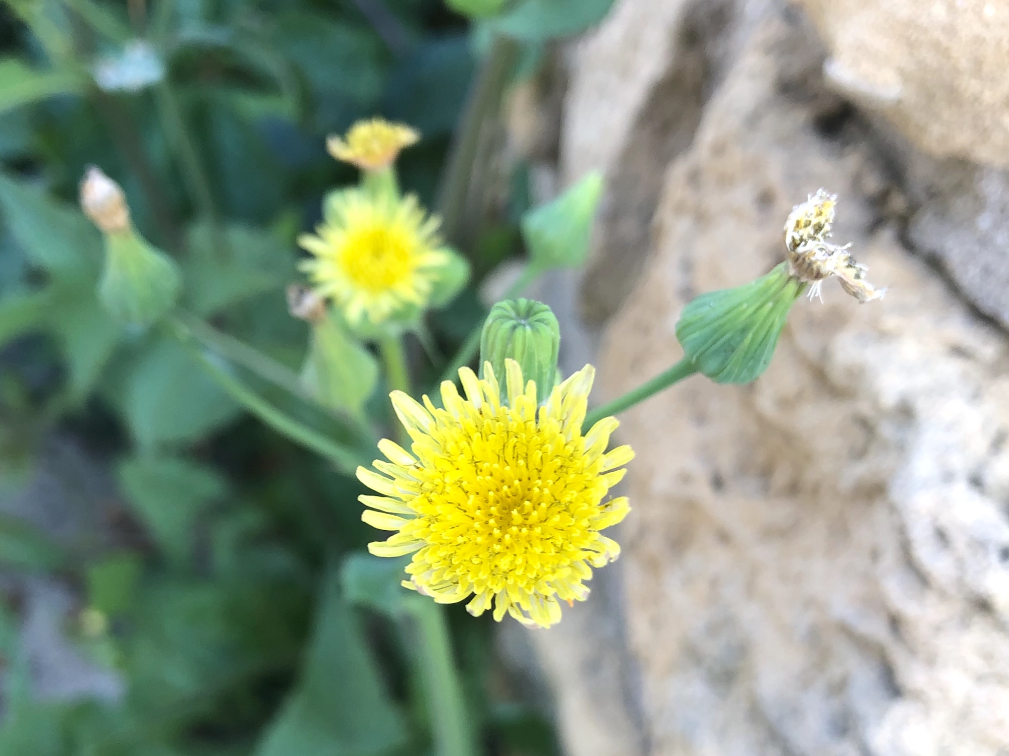 Common Sowthistle along Duck Pond stone wall on July 9, 2019.