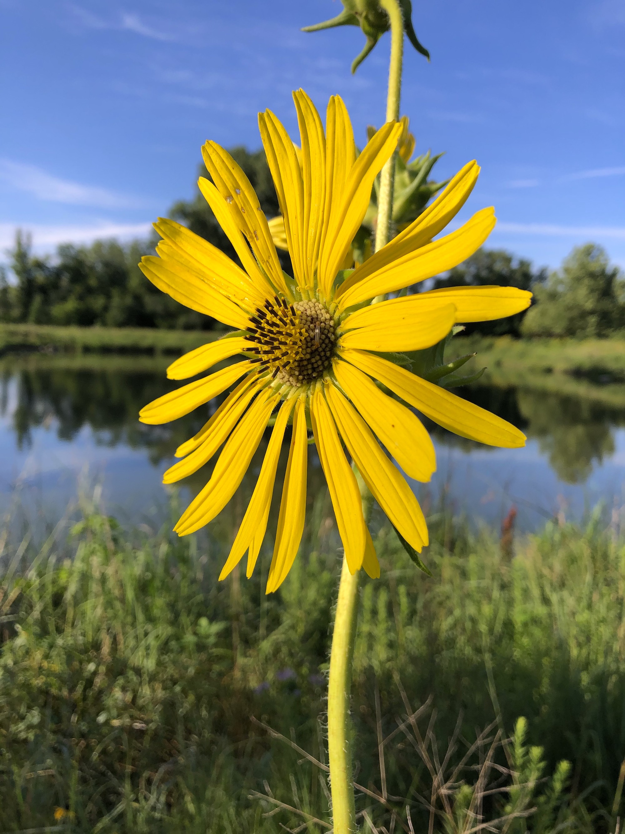 Compass Plant on the shore of the retaining pond on the corner of Nakoma Road and Manitou Way in Madison, Wisconsin on July 31, 2020.
