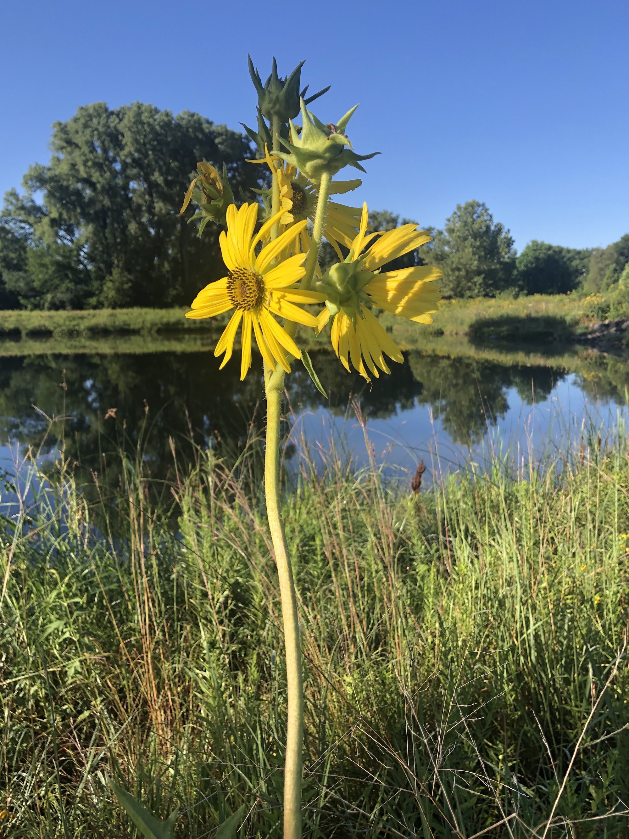 Compass Plant on the shore of the retaining pond on the corner of Nakoma Road and Manitou Way in Madison, Wisconsin on August 11, 2020.
