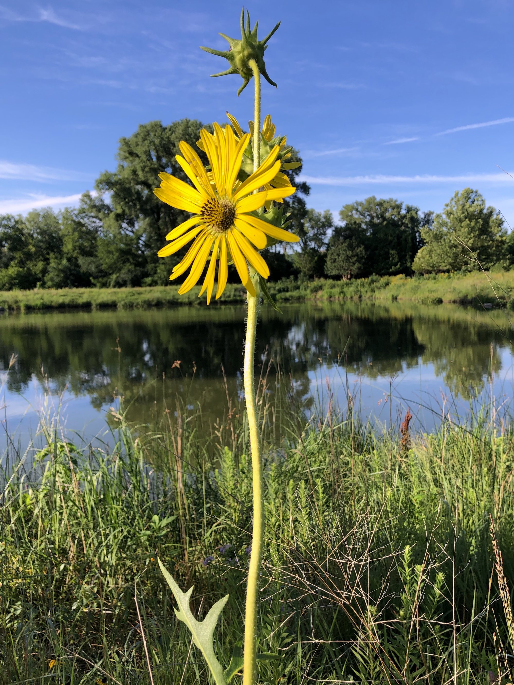 Compass Plant on the shore of the retaining pond on the corner of Nakoma Road and Manitou Way in Madison, Wisconsin on July 31, 2020.