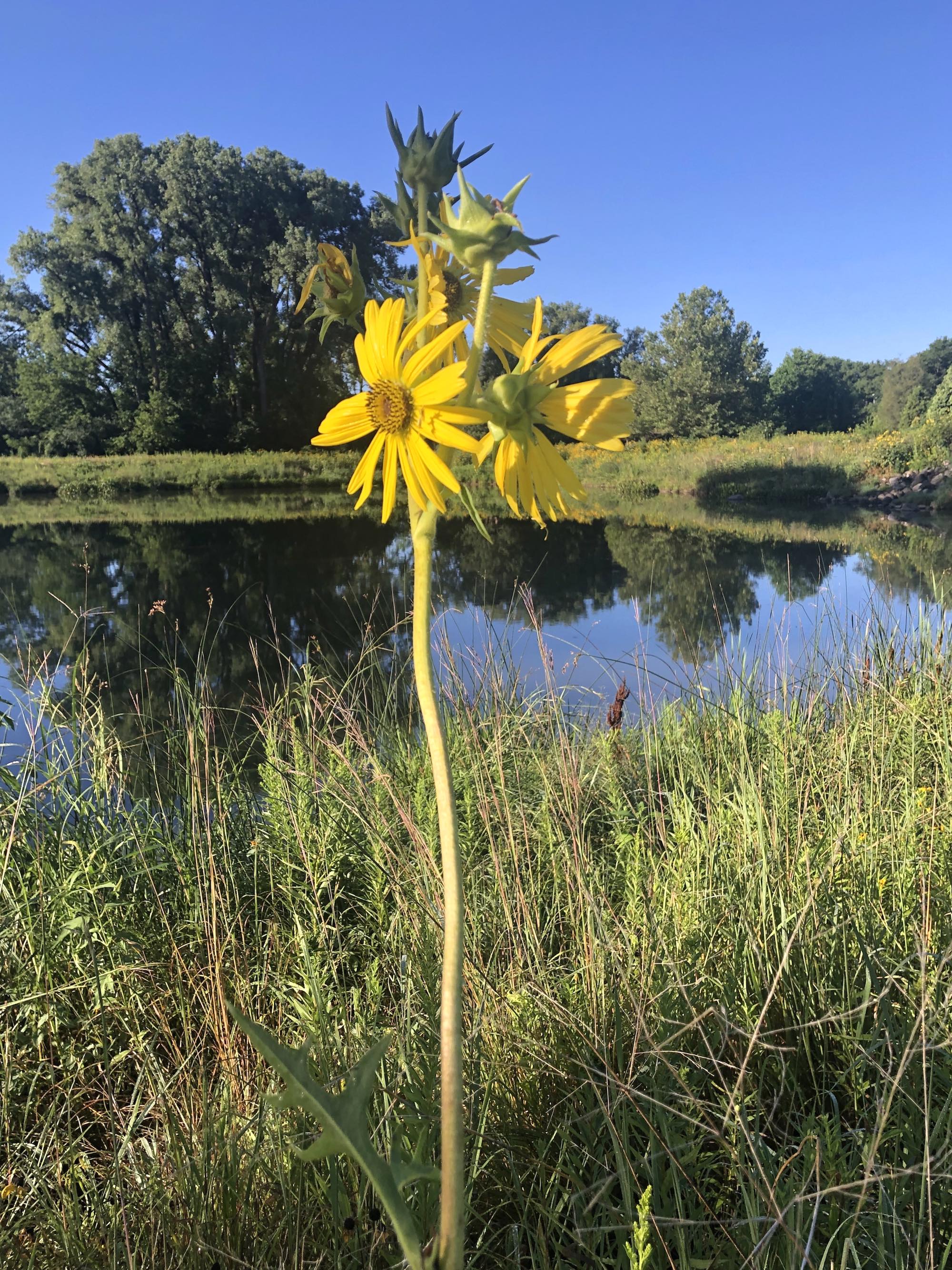 Compass Plant on the shore of the retaining pond on the corner of Nakoma Road and Manitou Way in Madison, Wisconsin on August 11, 2020.