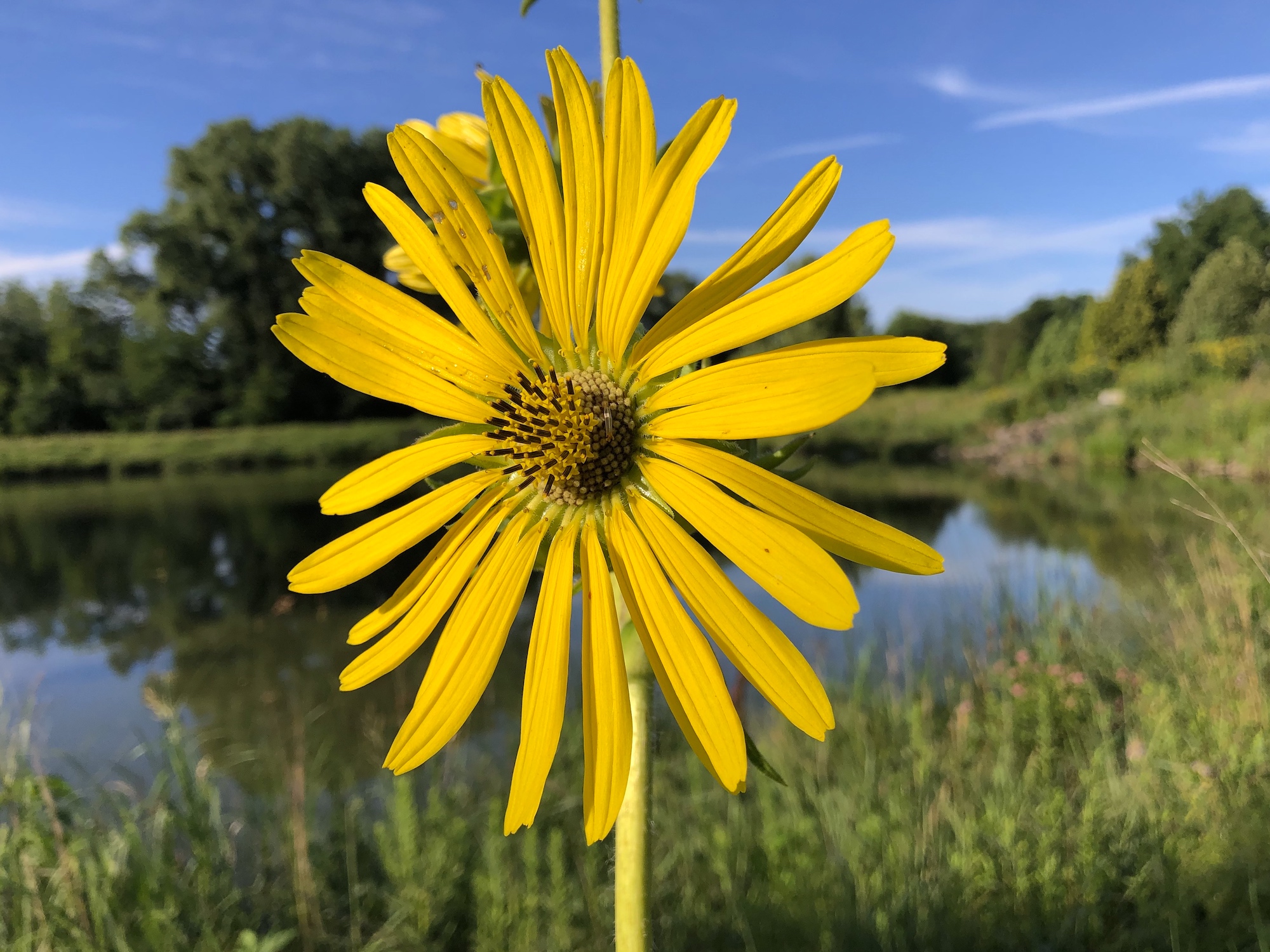 Compass Plant on the shore of the retaining pond on the corner of Nakoma Road and Manitou Way in Madison, Wisconsin on July 31, 2020
