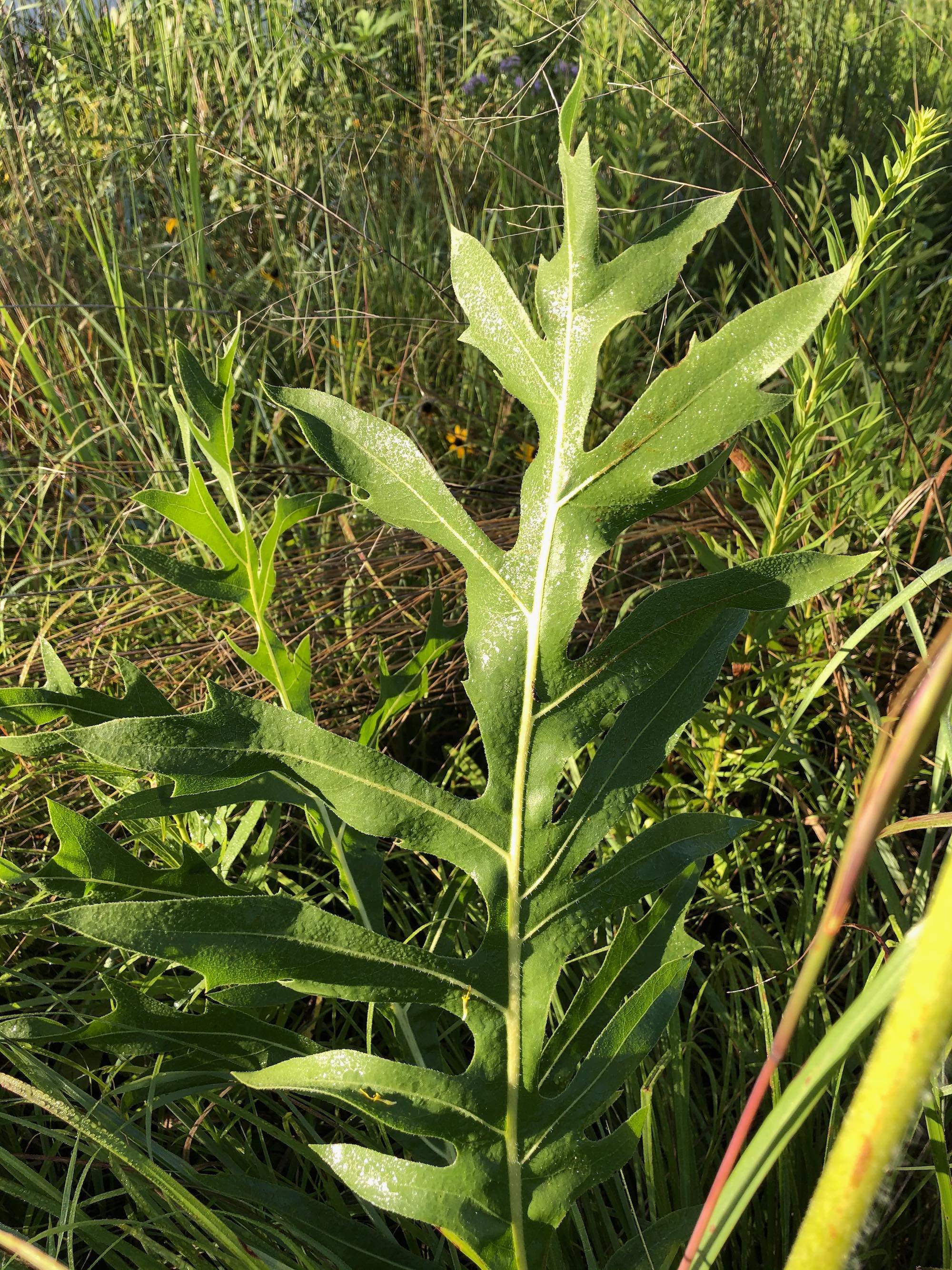 Compass Plant stem and leaves in the UW-Madison Arborteum in Madison, Wisconsin on July 31, 2020