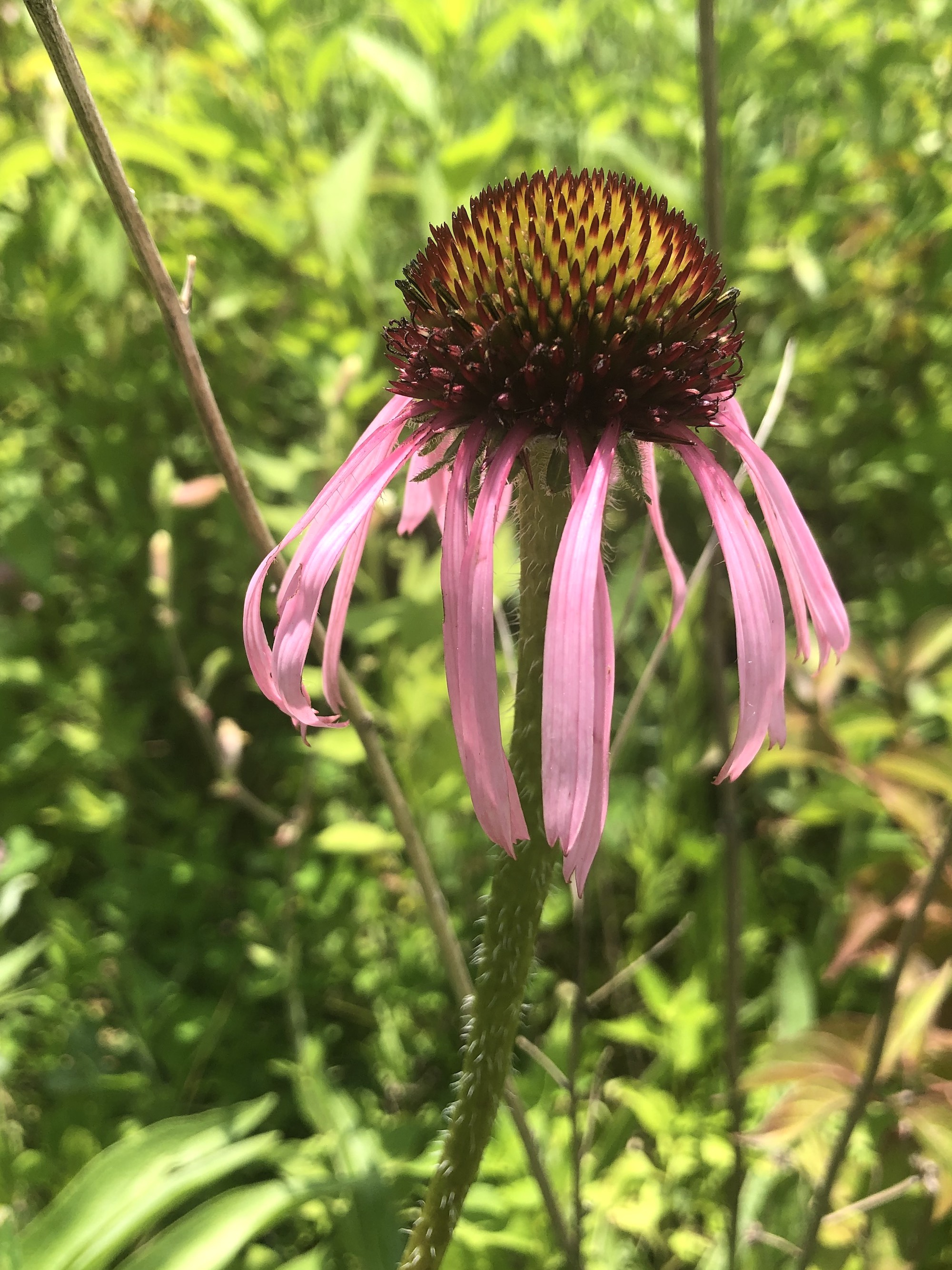 Pale purple coneflower on bank of Retaining Pond on corner of Nakoma Road and Manitou Way onJuly 1, 2019.