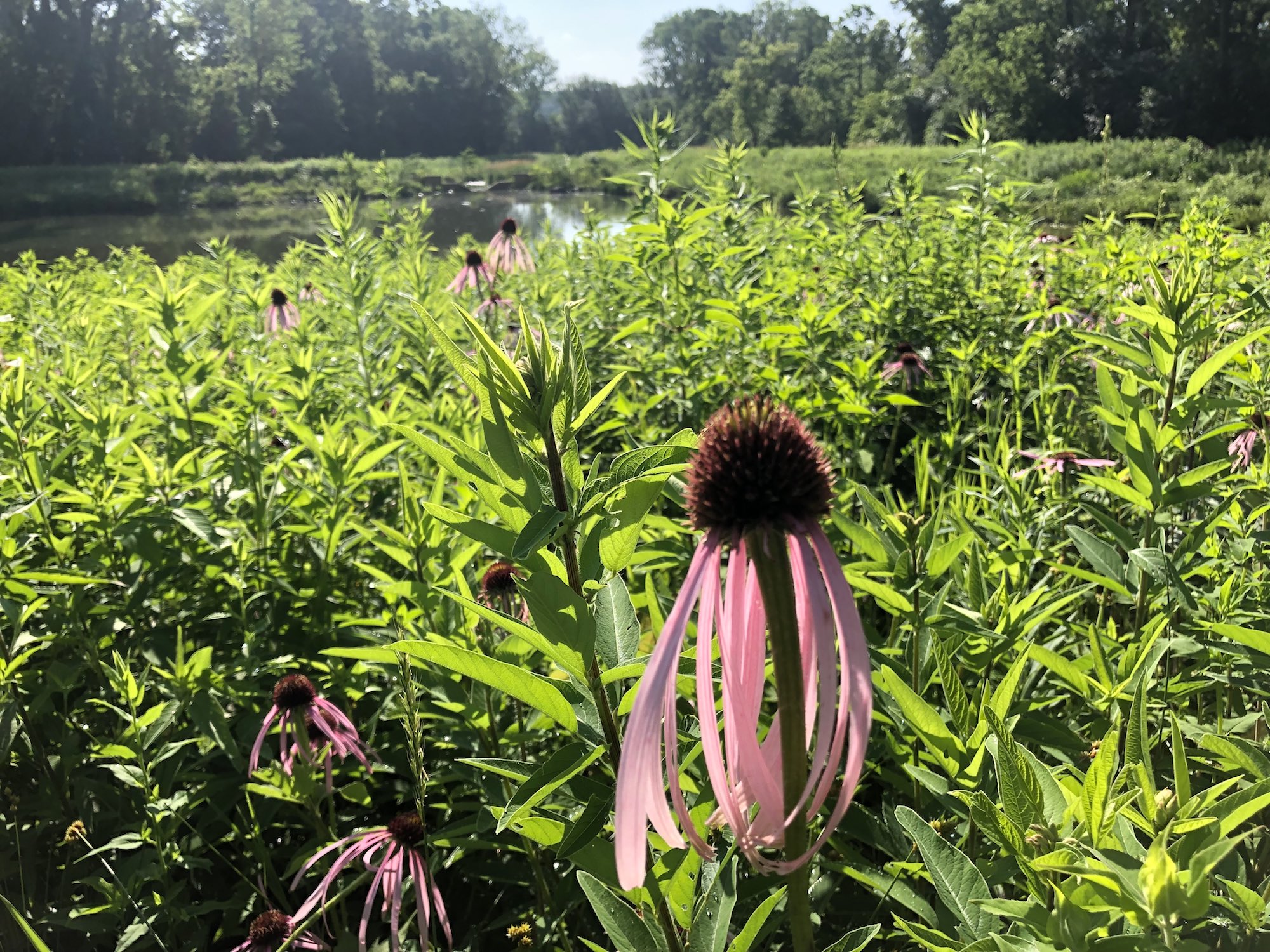 Pale purple coneflower on bank of Retaining Pond on corner of Nakoma Road and Manitou Way on July 4, 2019.
