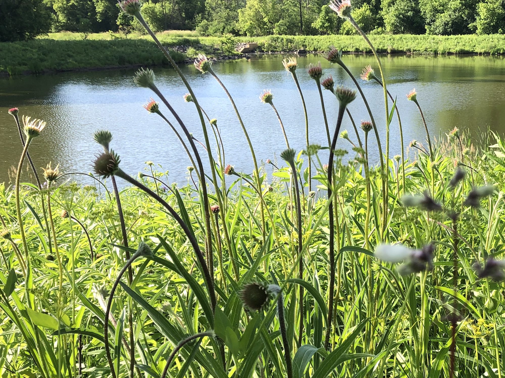 Pale purple coneflower on bank of Retaining Pond on corner of Nakoma Road and Manitou Way on June 11, 2019.