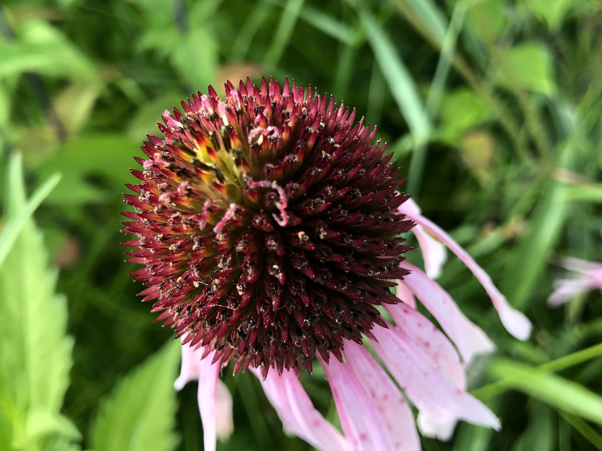Pale purple coneflower on bank of Retaining Pond on corner of Nakoma Road and Manitou Way on  July 11, 2019.