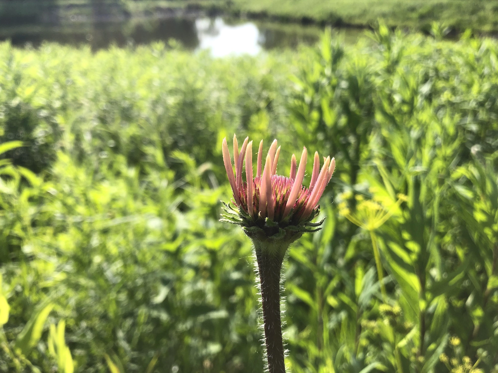 Pale purple coneflower on bank of Retaining Pond on corner of Nakoma Road and Manitou Way on June 11, 2019.