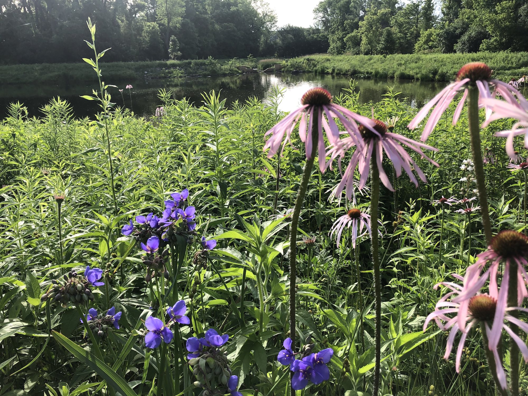 Pale purple coneflower on bank of Retaining Pond on corner of Nakoma Road and Manitou Way on June 26, 2019.