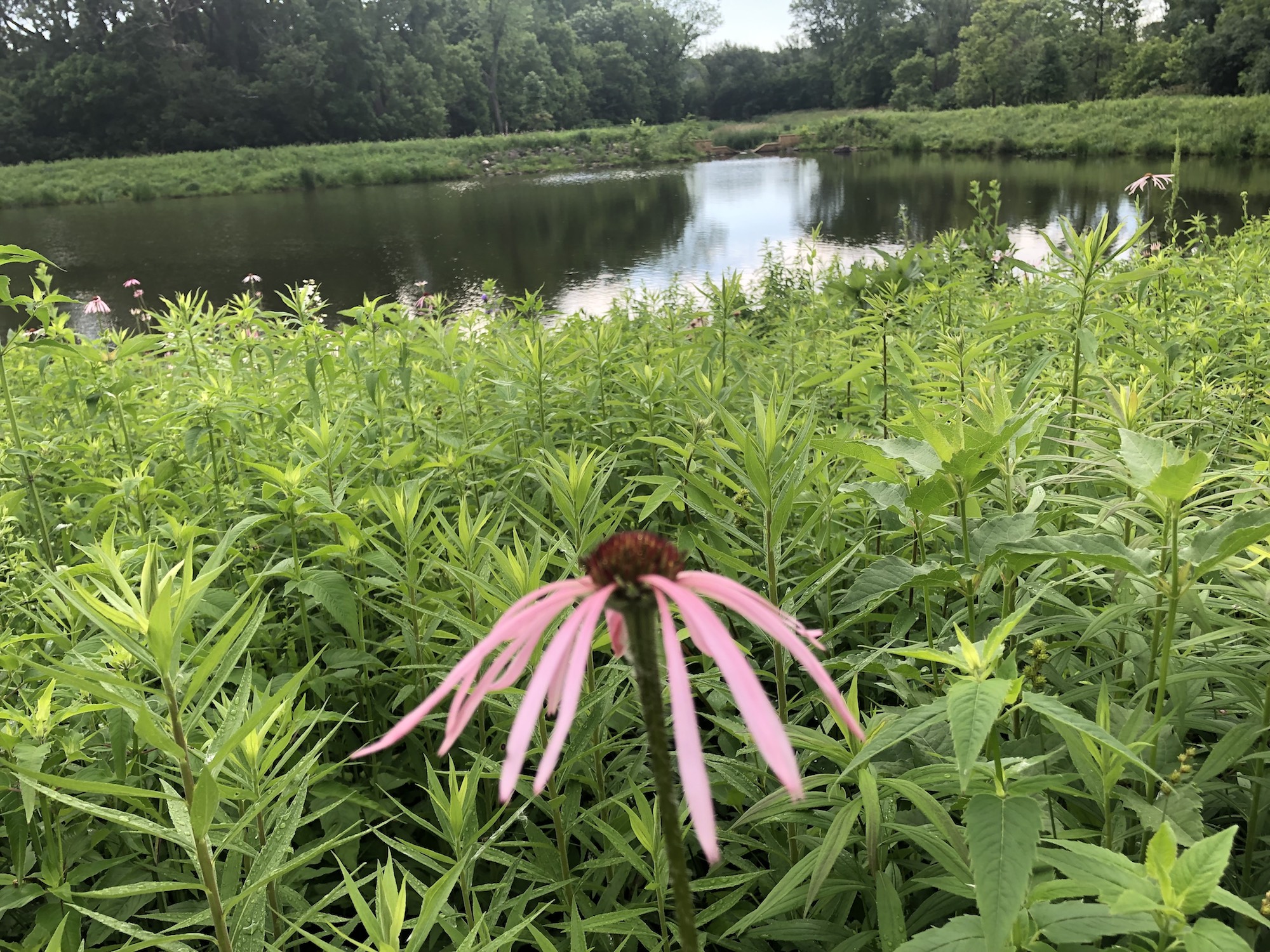 Pale purple coneflower on bank of Retaining Pond on corner of Nakoma Road and Manitou Way on June 25, 2019.