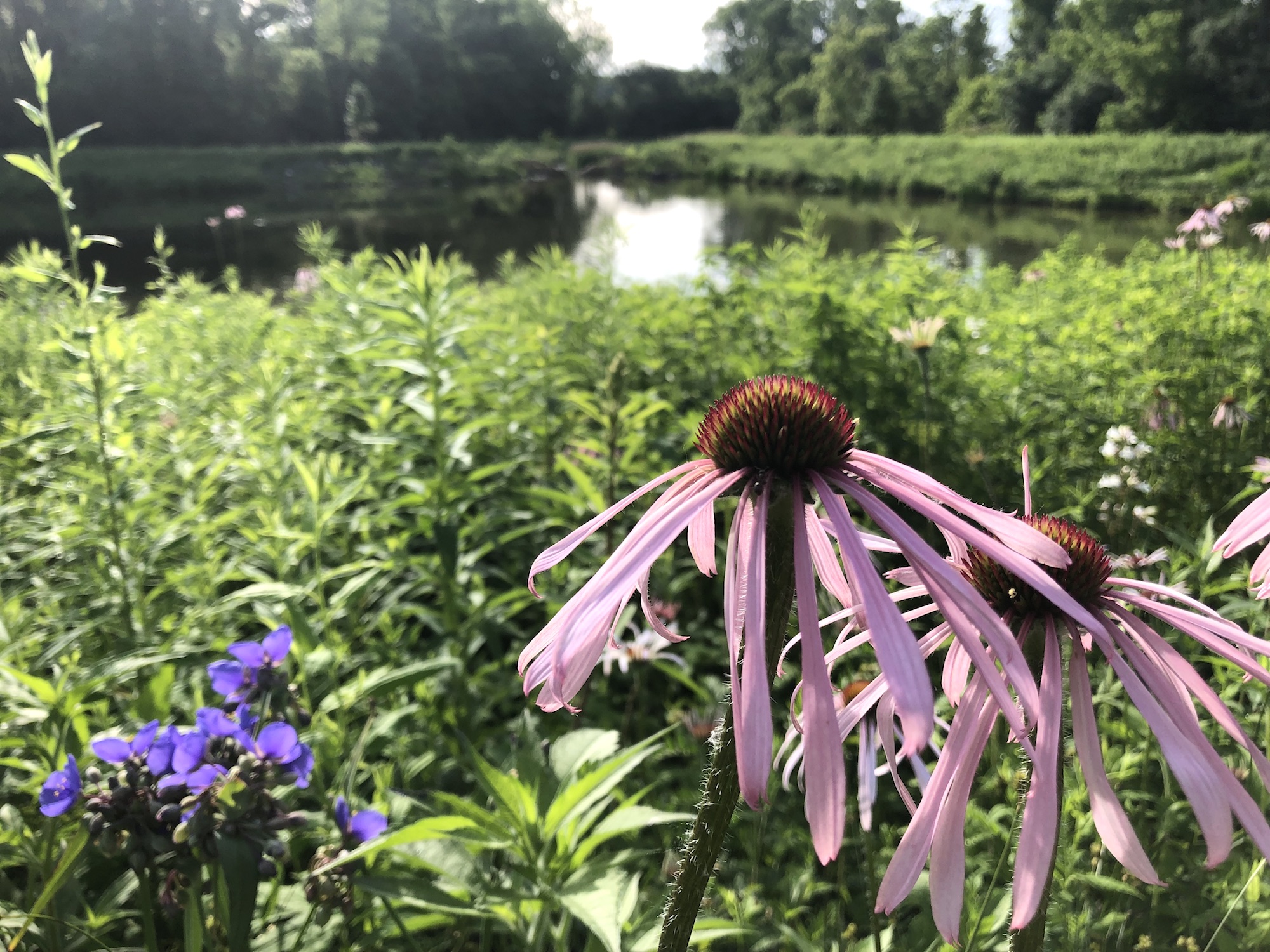 Pale purple coneflower on bank of Retaining Pond on corner of Nakoma Road and Manitou Way on June 26, 2019.