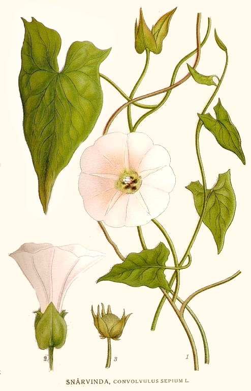 Hedge Bindweed botanical illustration circa 1917-1926.