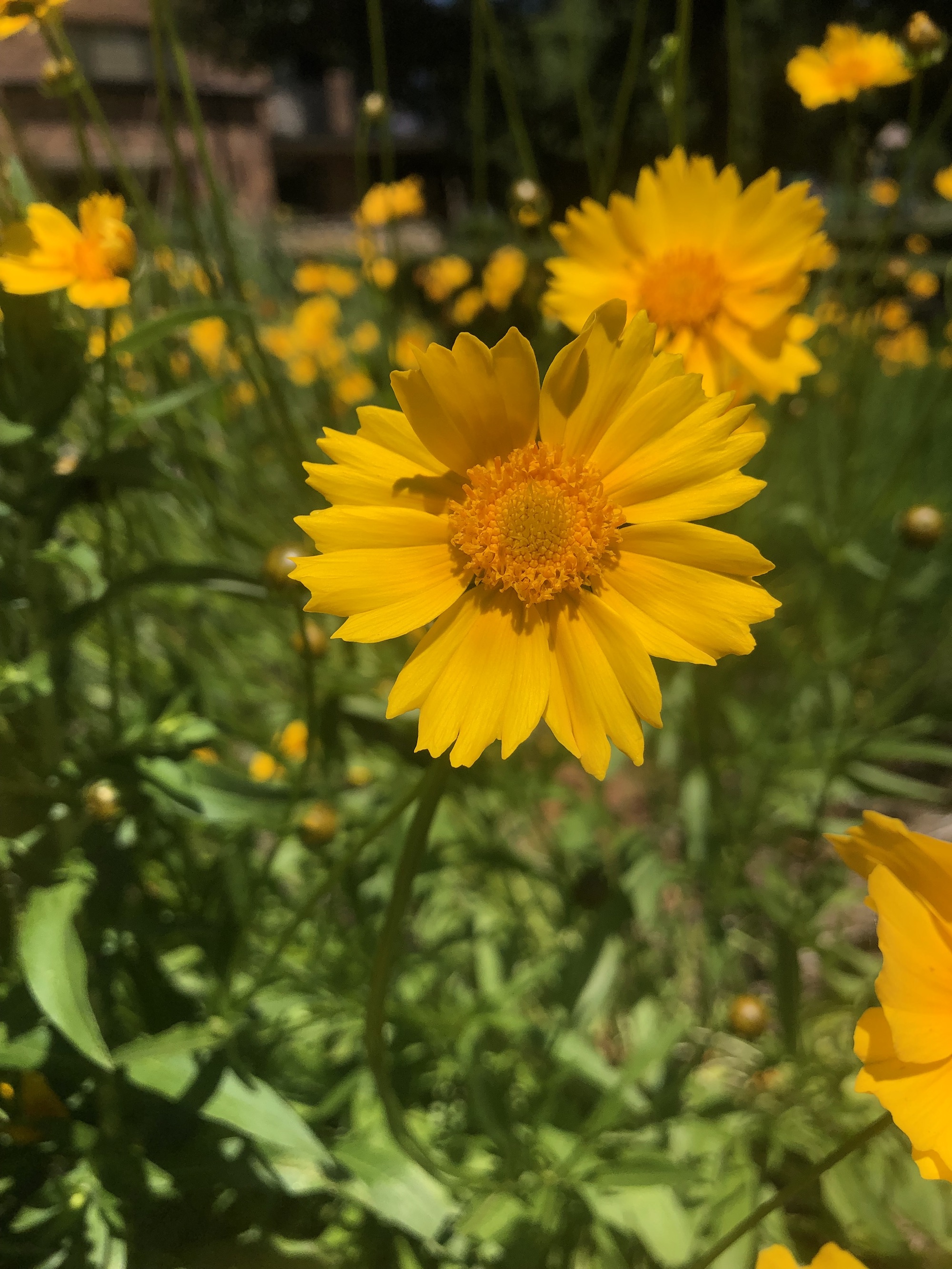 Lance-leaved coreopsis in Wingra Park in Madison, Wisconsin on June 22, 2022.