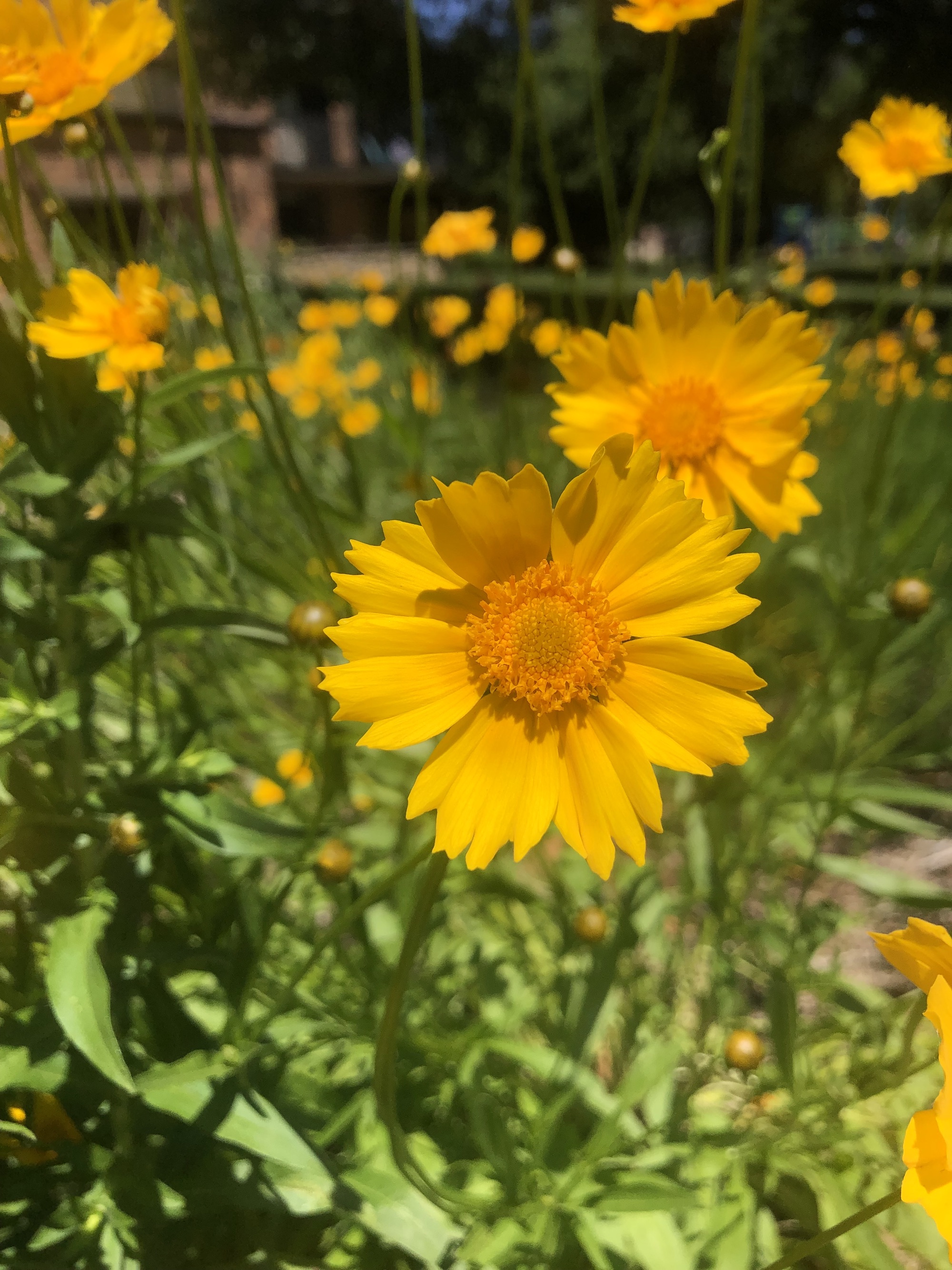 Lance-leaved coreopsis in Wingra Park in Madison, Wisconsin on June 22, 2022.