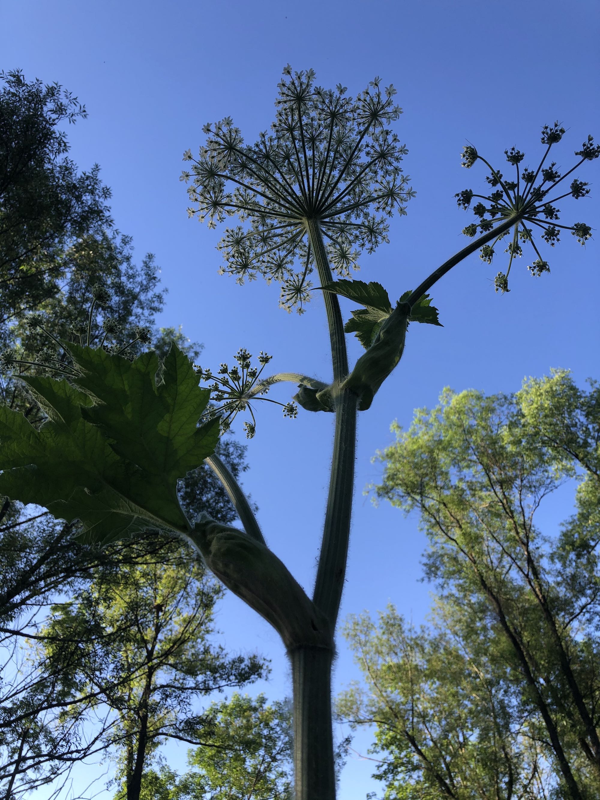 Cow Parsnip near Council Ring in Oak Savanna in Madison, Wisconsin on May 26, 2021.