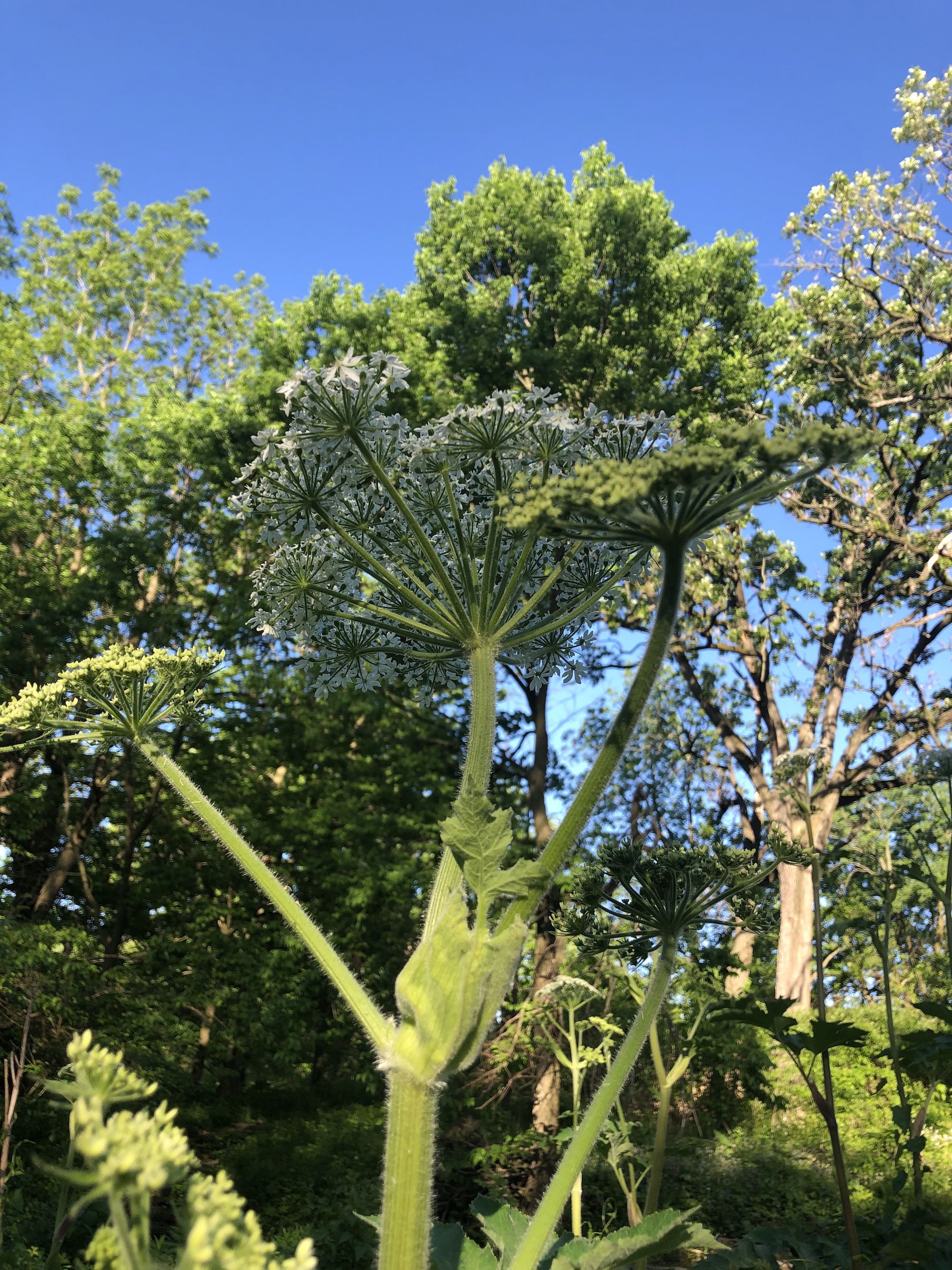 Cow Parsnip near Council Ring in Oak Savanna in Madison, Wisconsin on May 31, 2020.