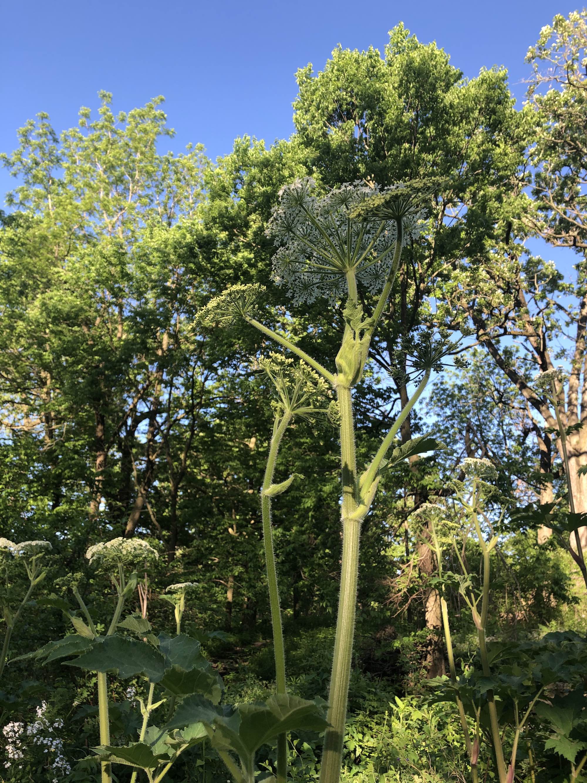 Cow Parsnip near Council Ring in Oak Savanna in Madison, Wisconsin on May 31, 2020.