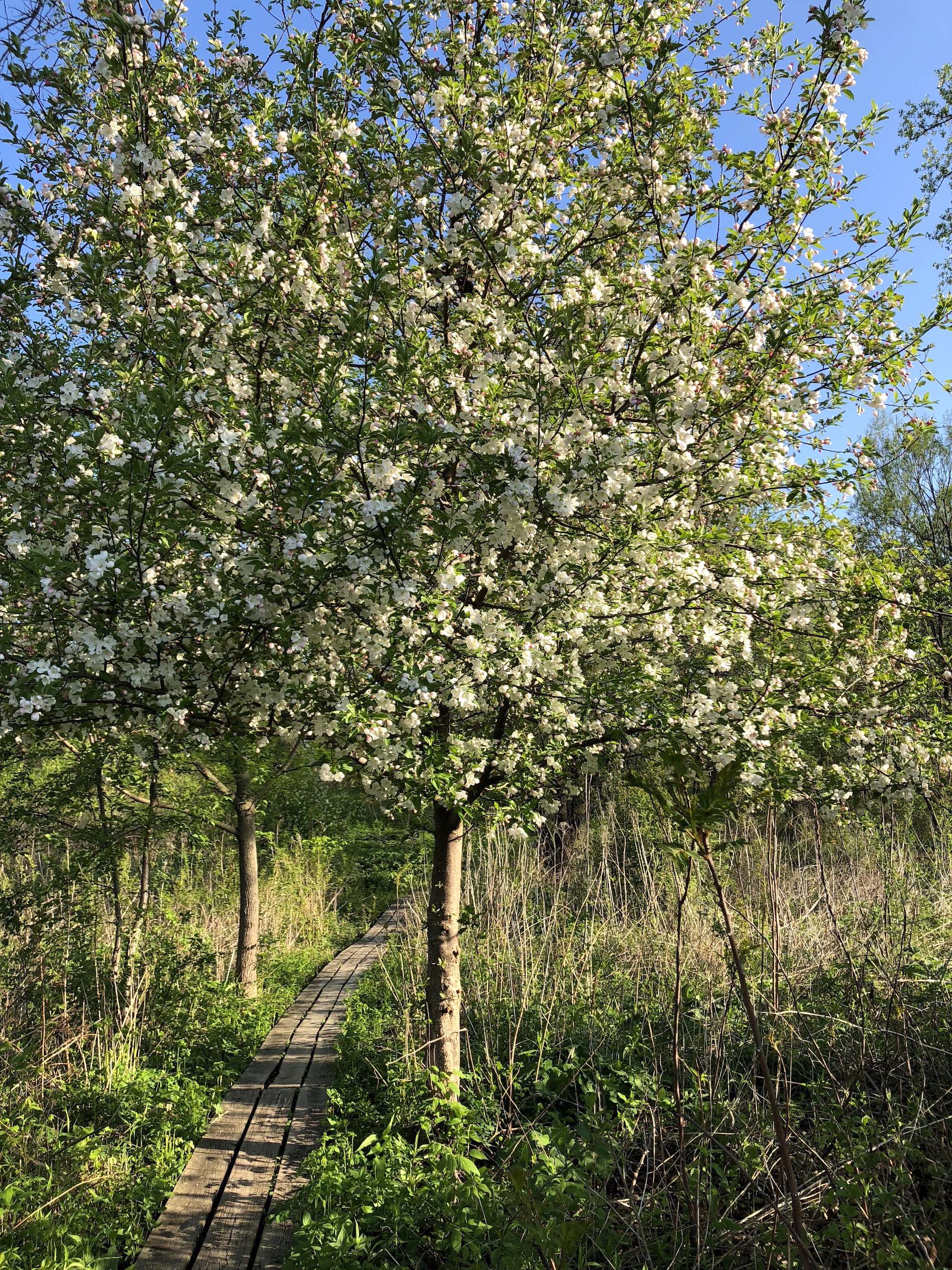 Crabapple blossoms along the Ho-Nee-Um boardwalk in the UW Arboretum on May 17, 2018.