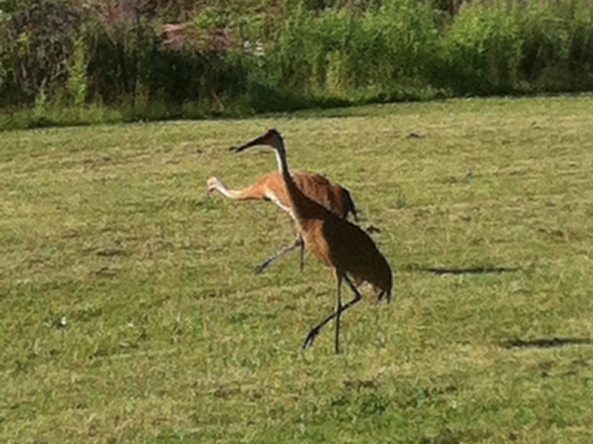 Sandhill Cranes at Marion-Dunn retention pond and prairie on June 17, 2016.