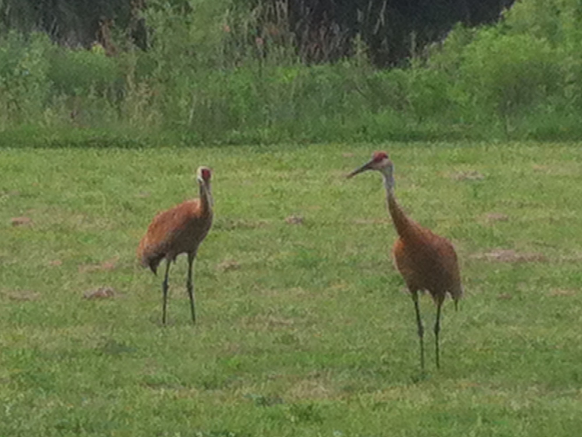 Sandhill Cranes at Marion-Dunn retention pond and prairie on June 20, 2016.